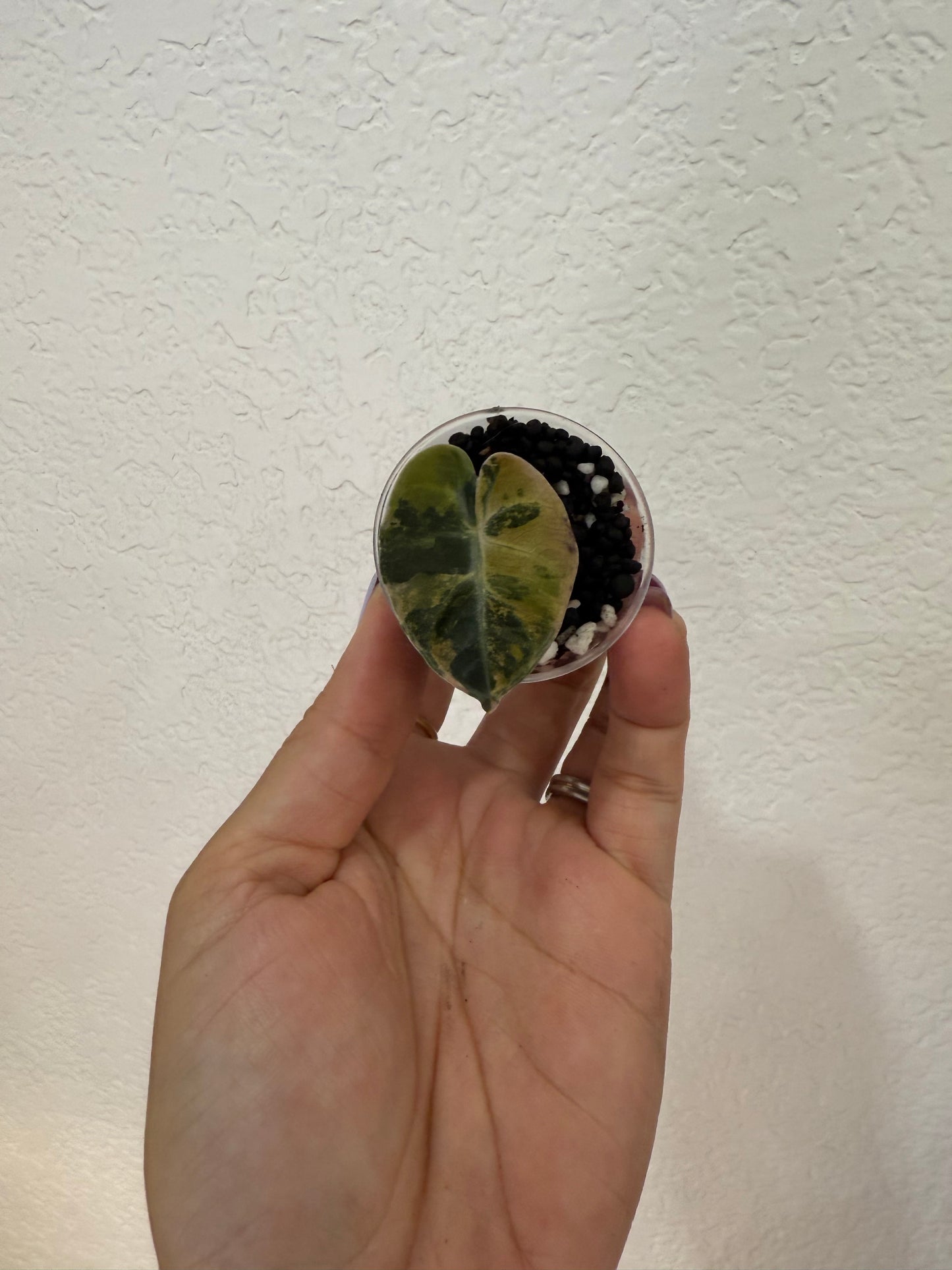 Aurea Balloon Heart Alocasia
