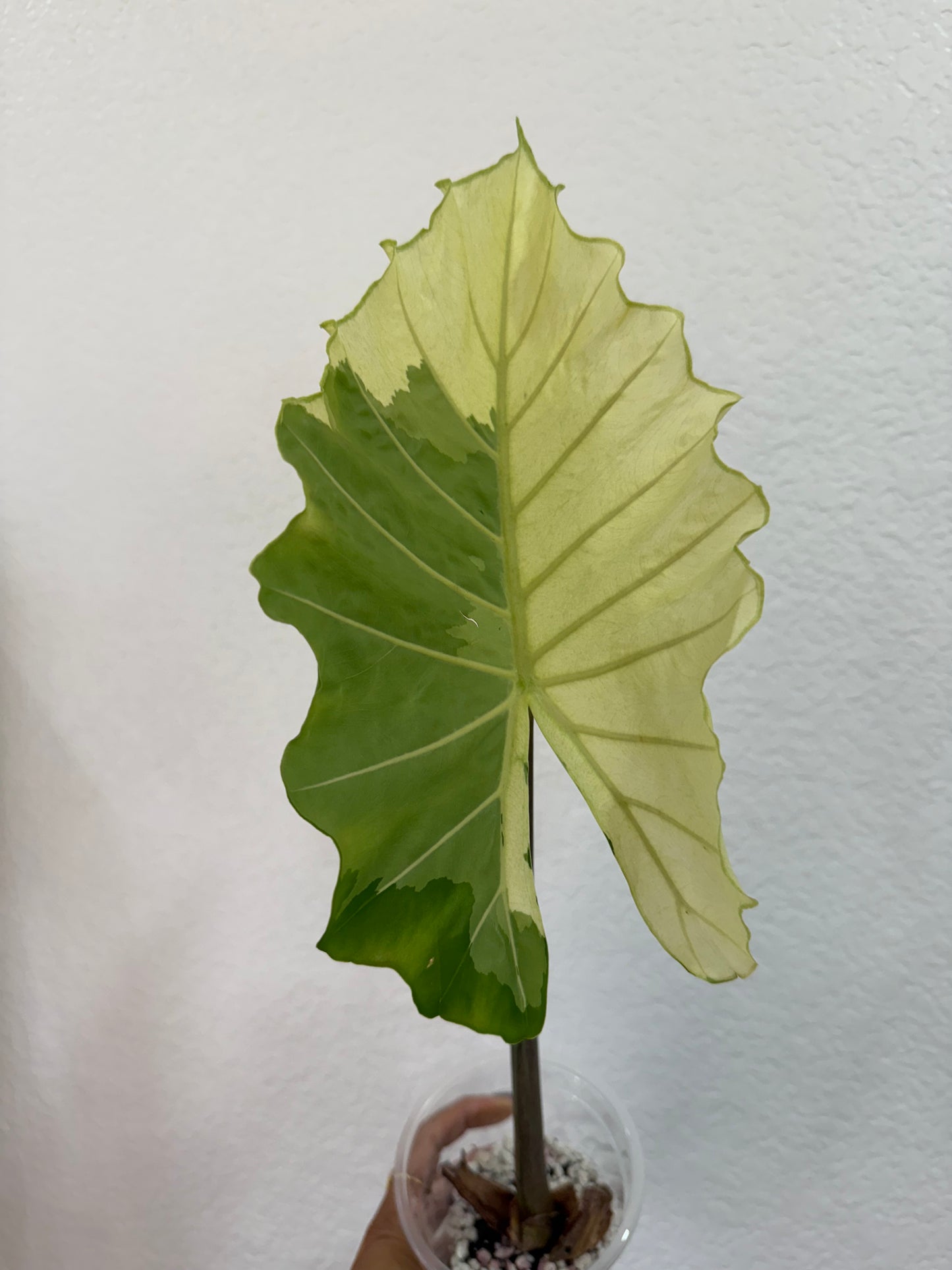 Alocasia Portora Albo