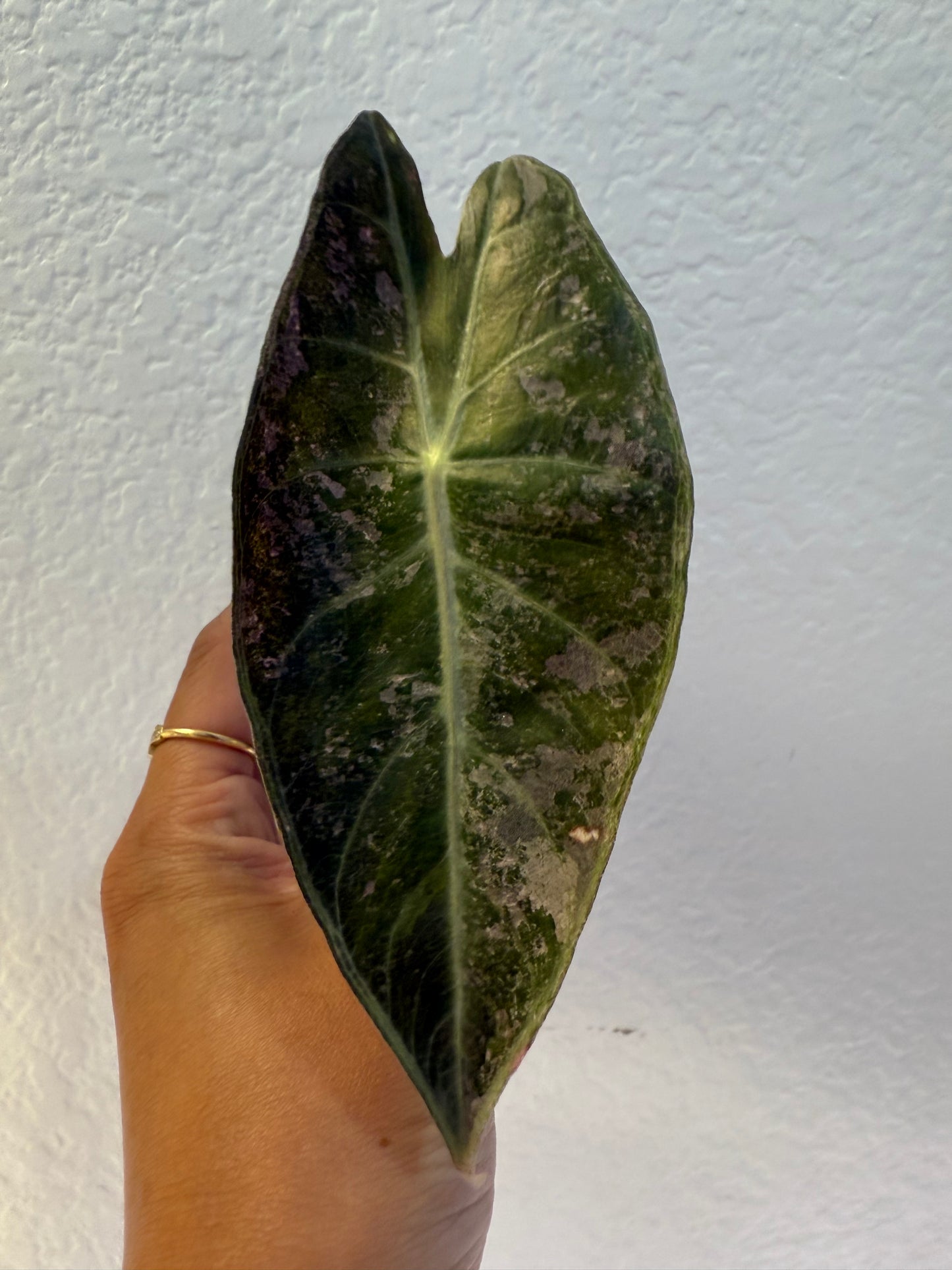 Alocasia Pink Dragon Silver