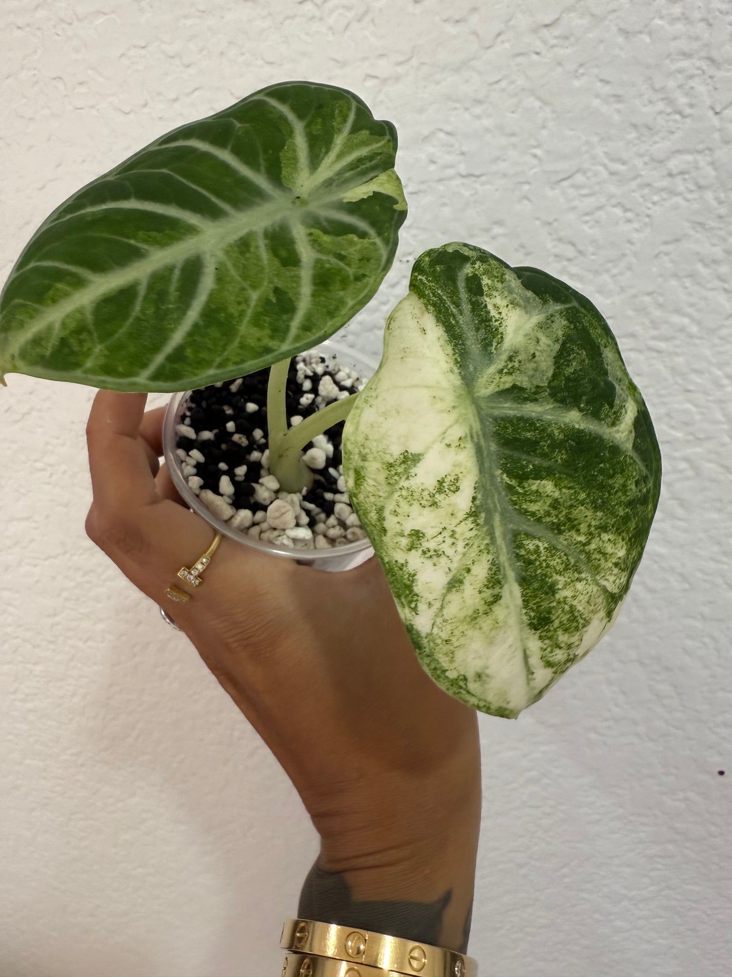 Alocasia ninja splash