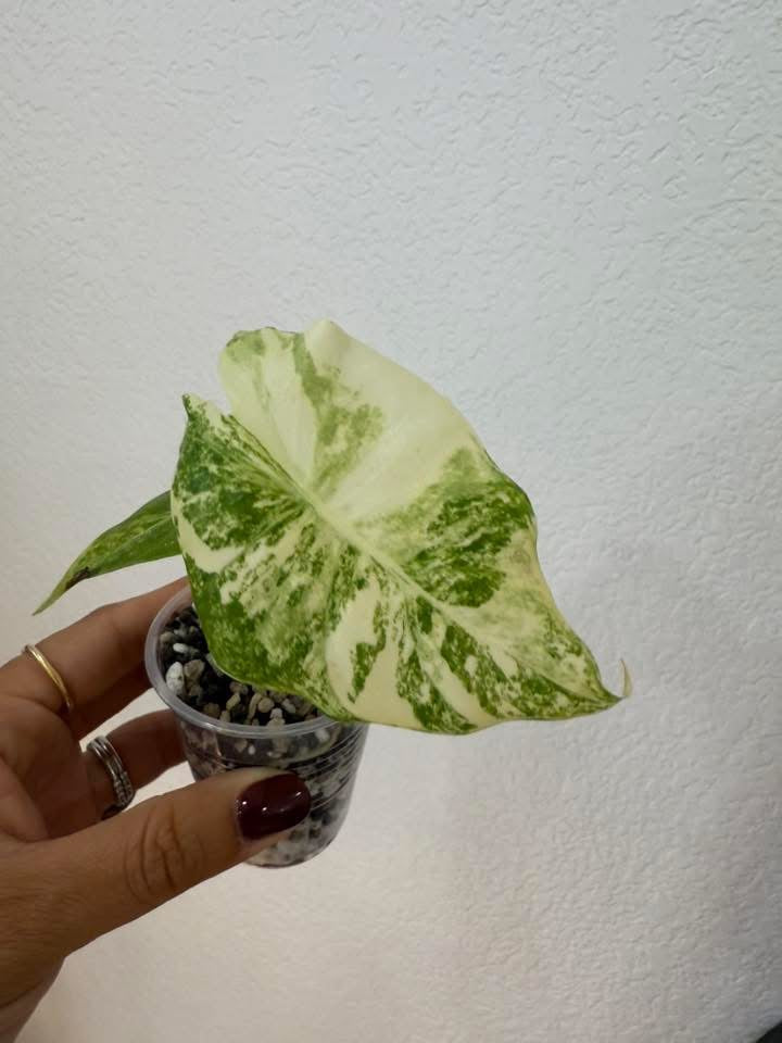 Alocasia Nairobi Night Aurea