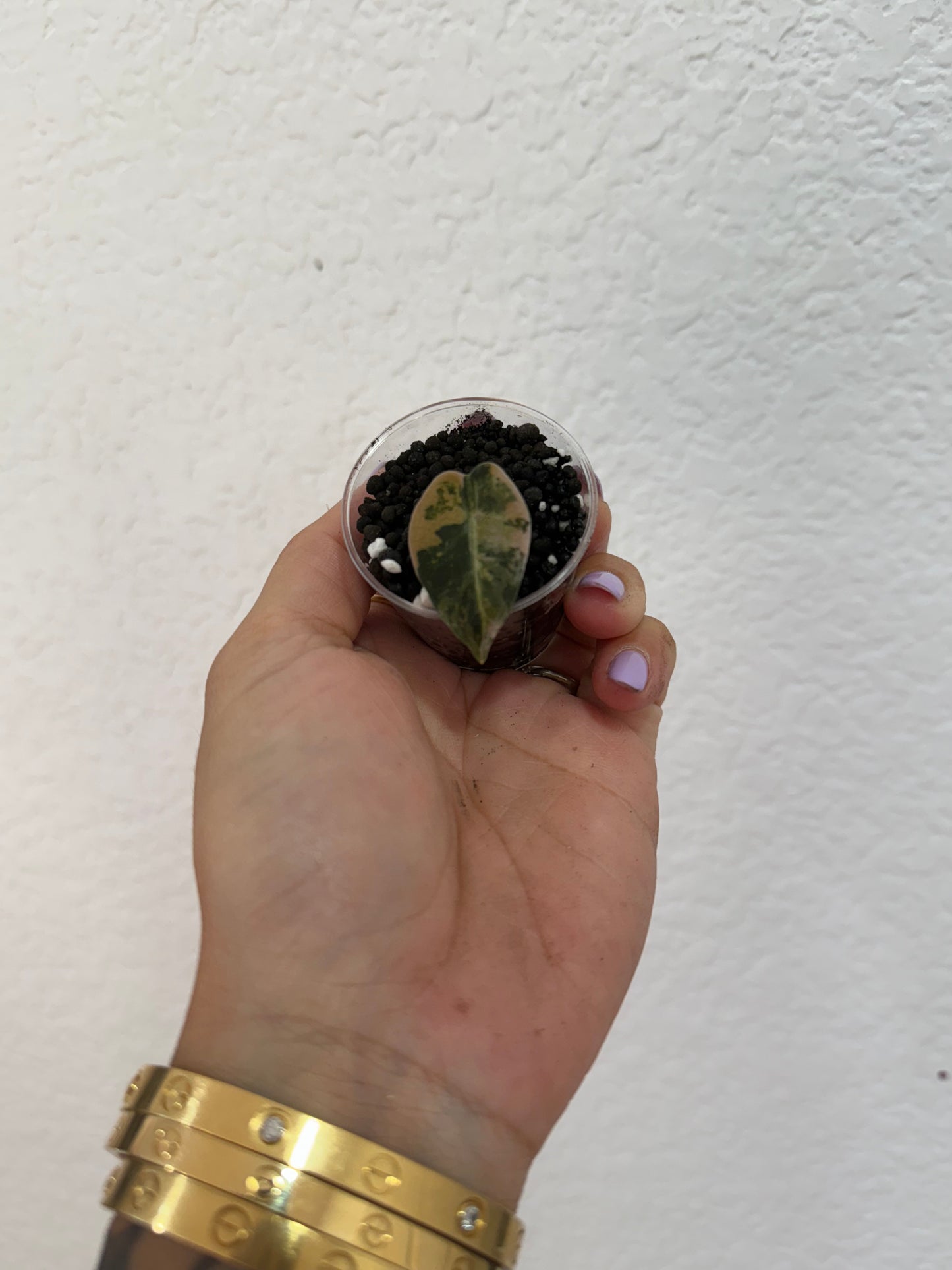 Alocasia Balloon Heart Aurea
