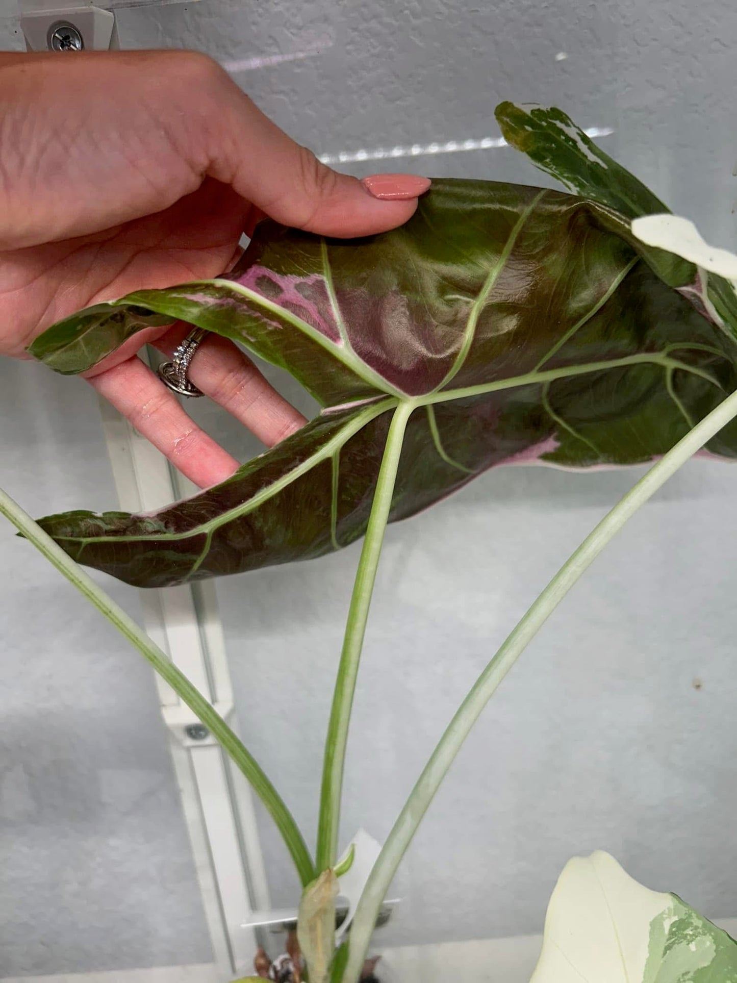 Longiloba pink back corm