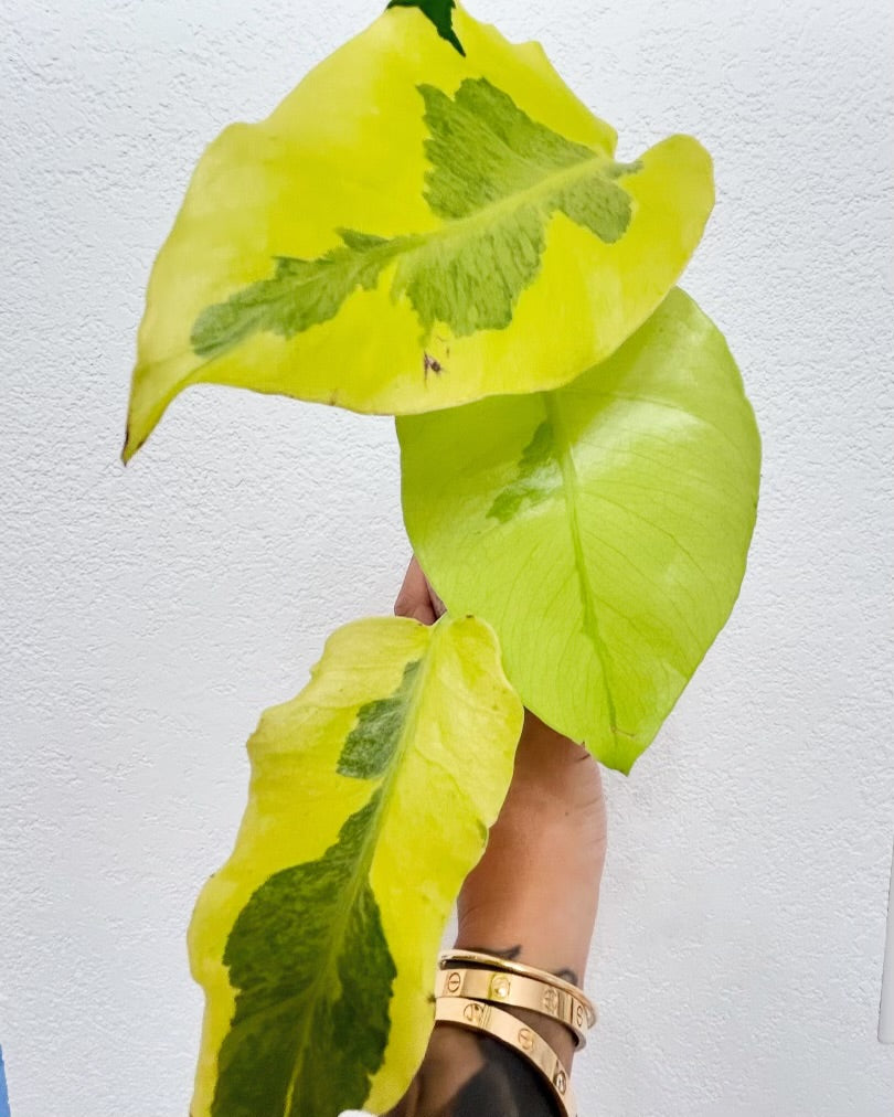 Monstera Lime “Lava”