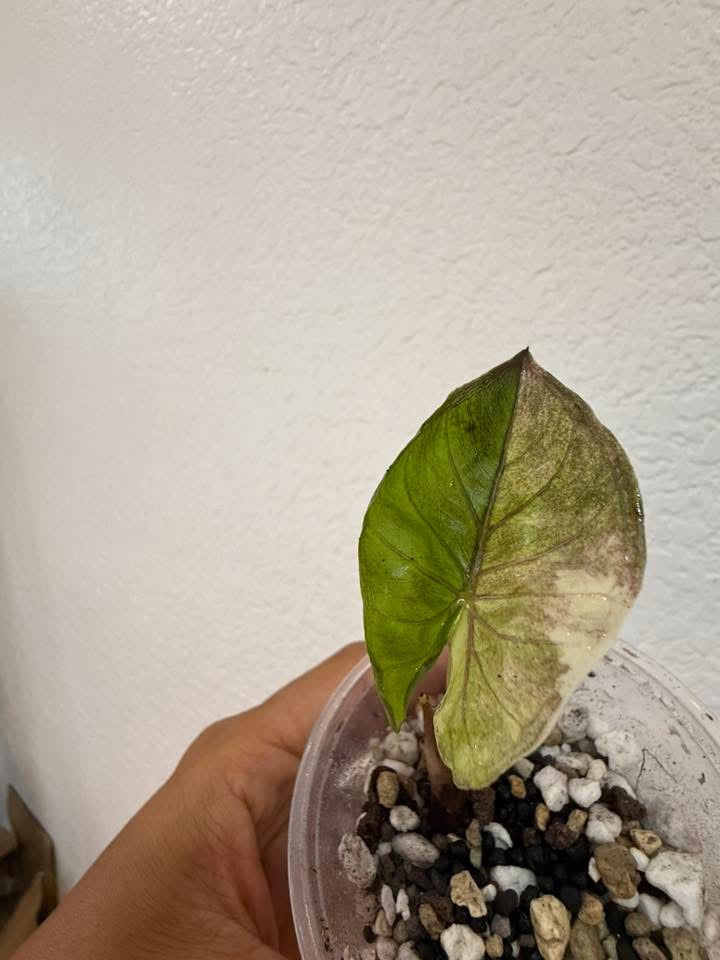 Alocasia Gold Serendipity
