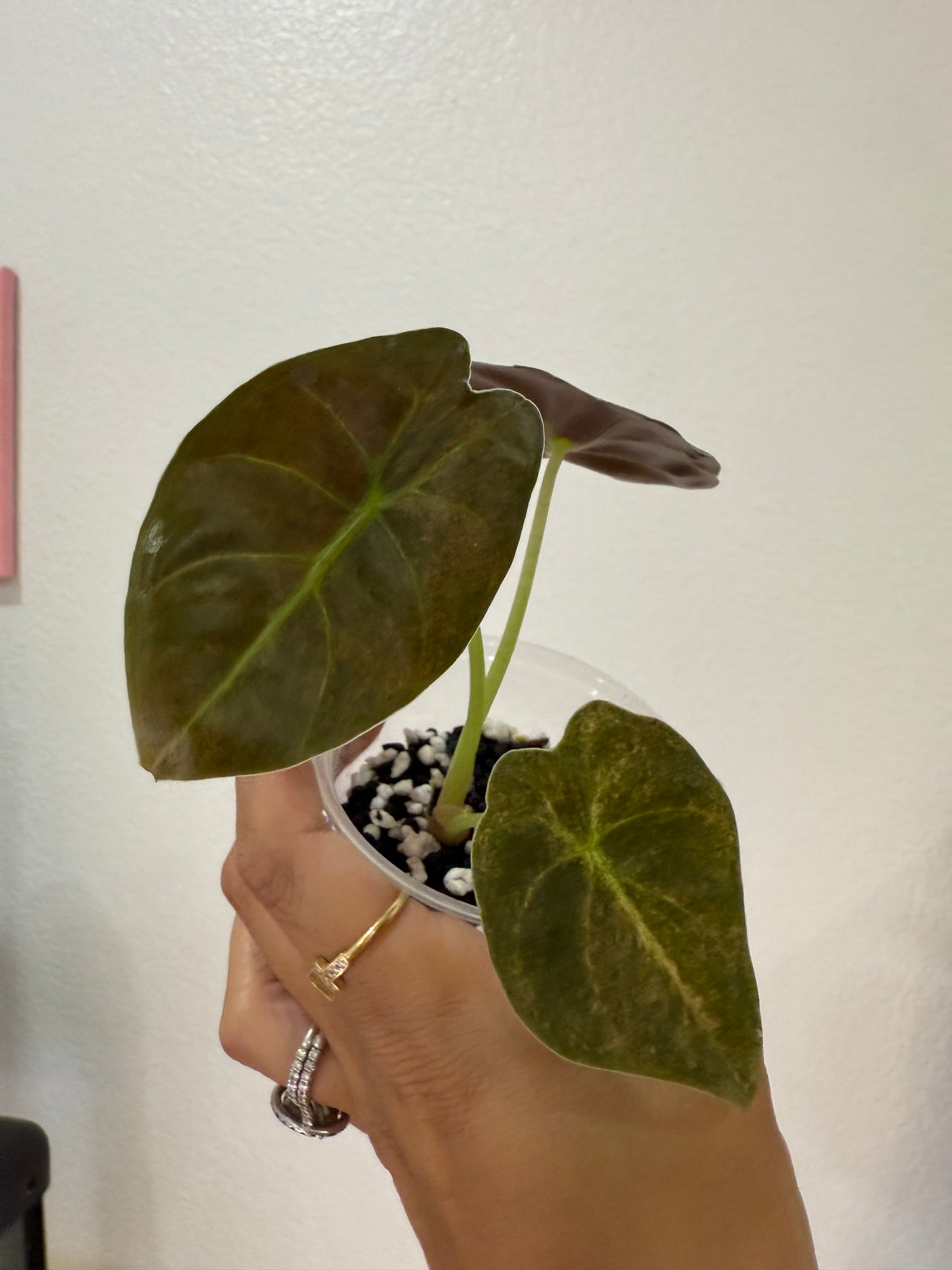 Alocasia Golden Bone Splash