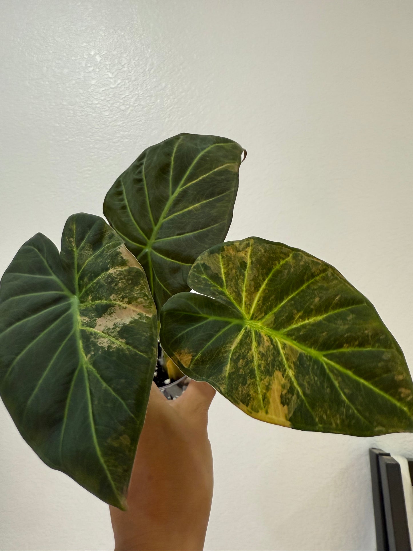 Alocasia Regal Shield Aurea