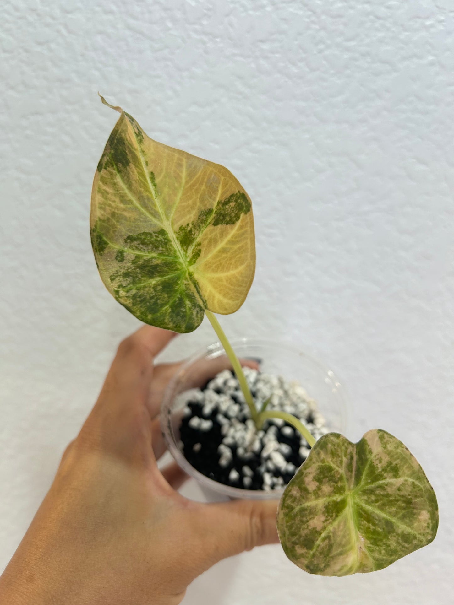 Aurea regal shield alocasia