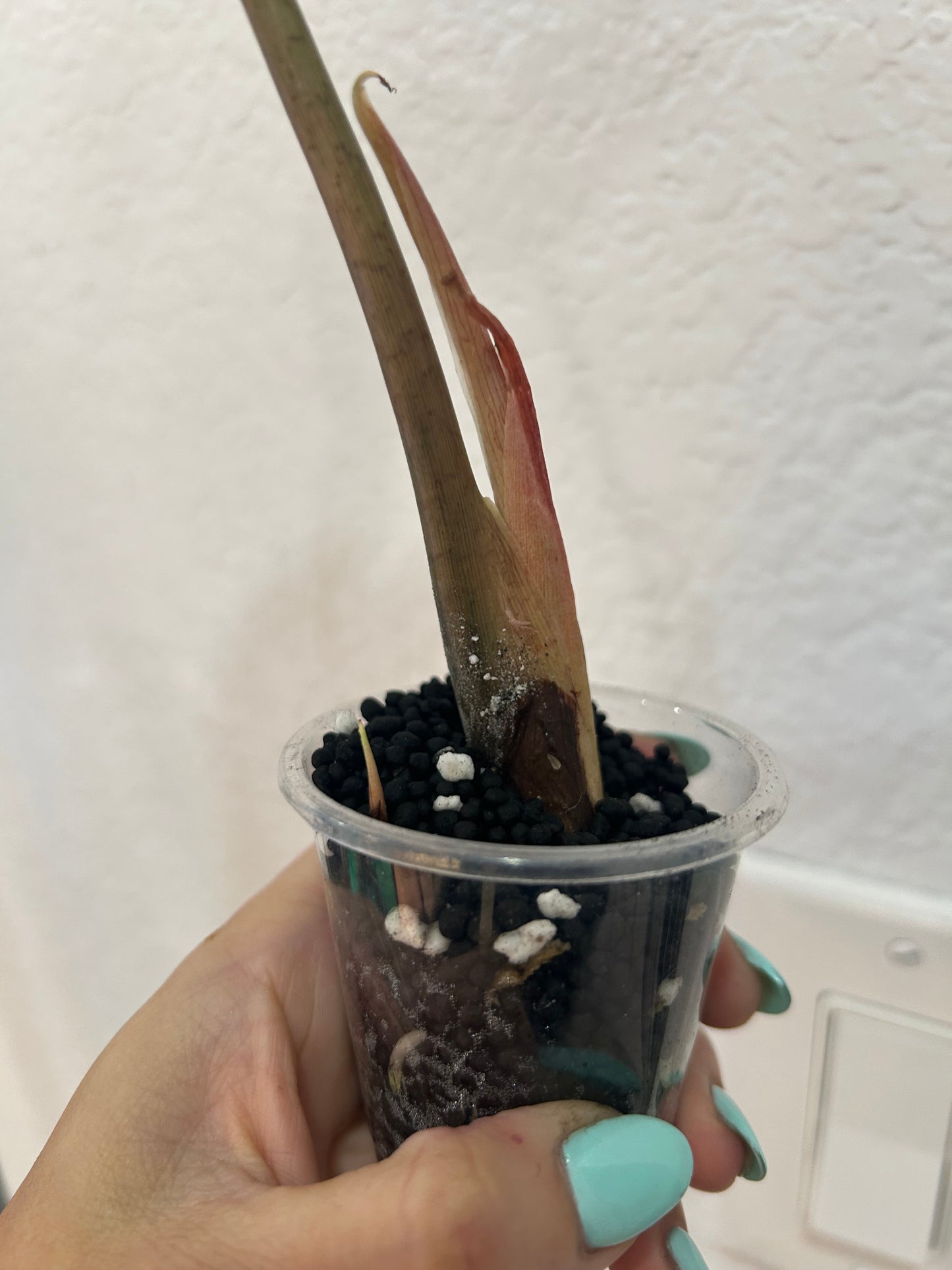 Alocasia Venom with an off shoot