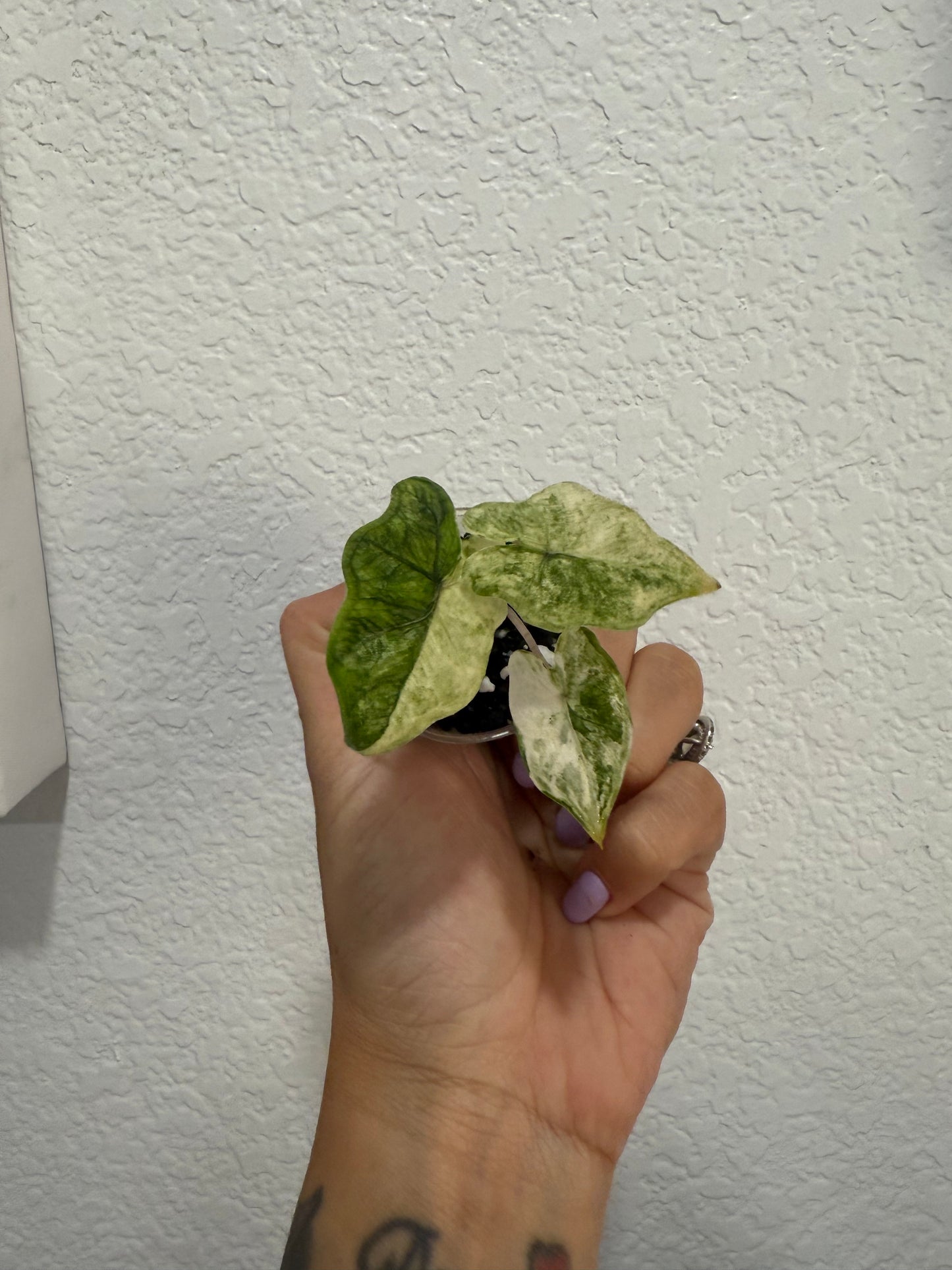 Alocasia Tandurusa “Jaclyn” Mystic Variegation