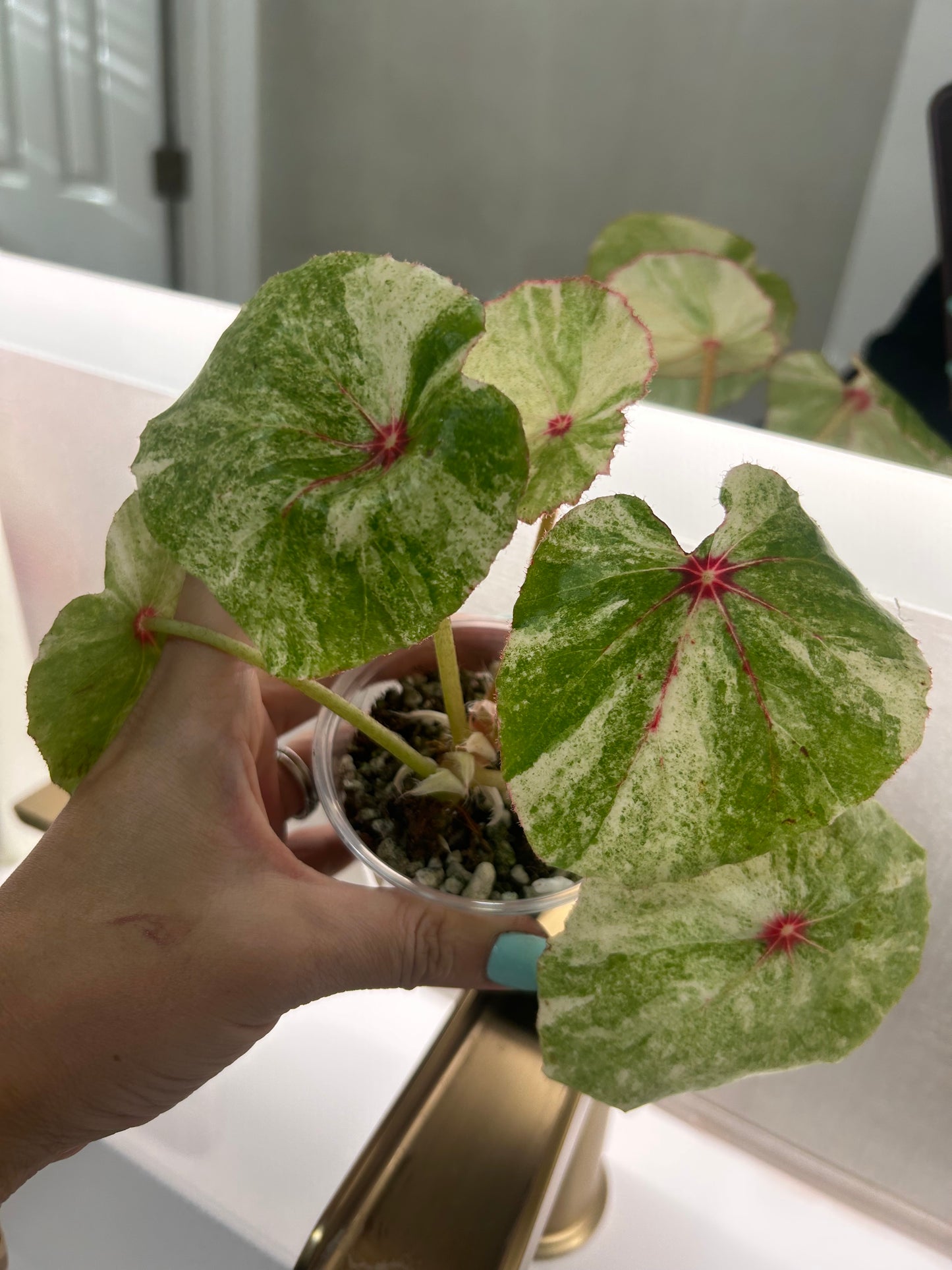 Begonia Rogue Variehated