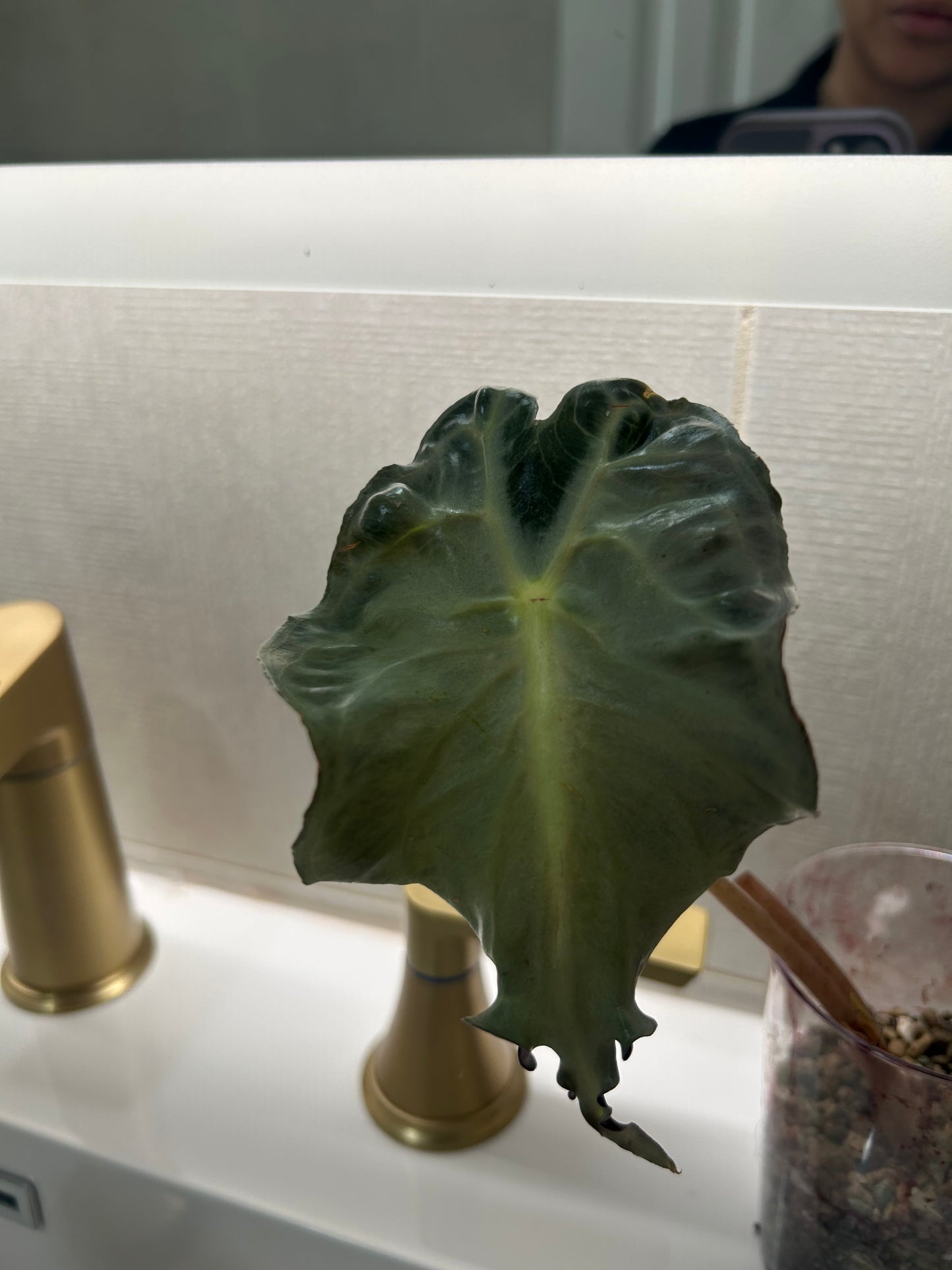 Alocasia Venom