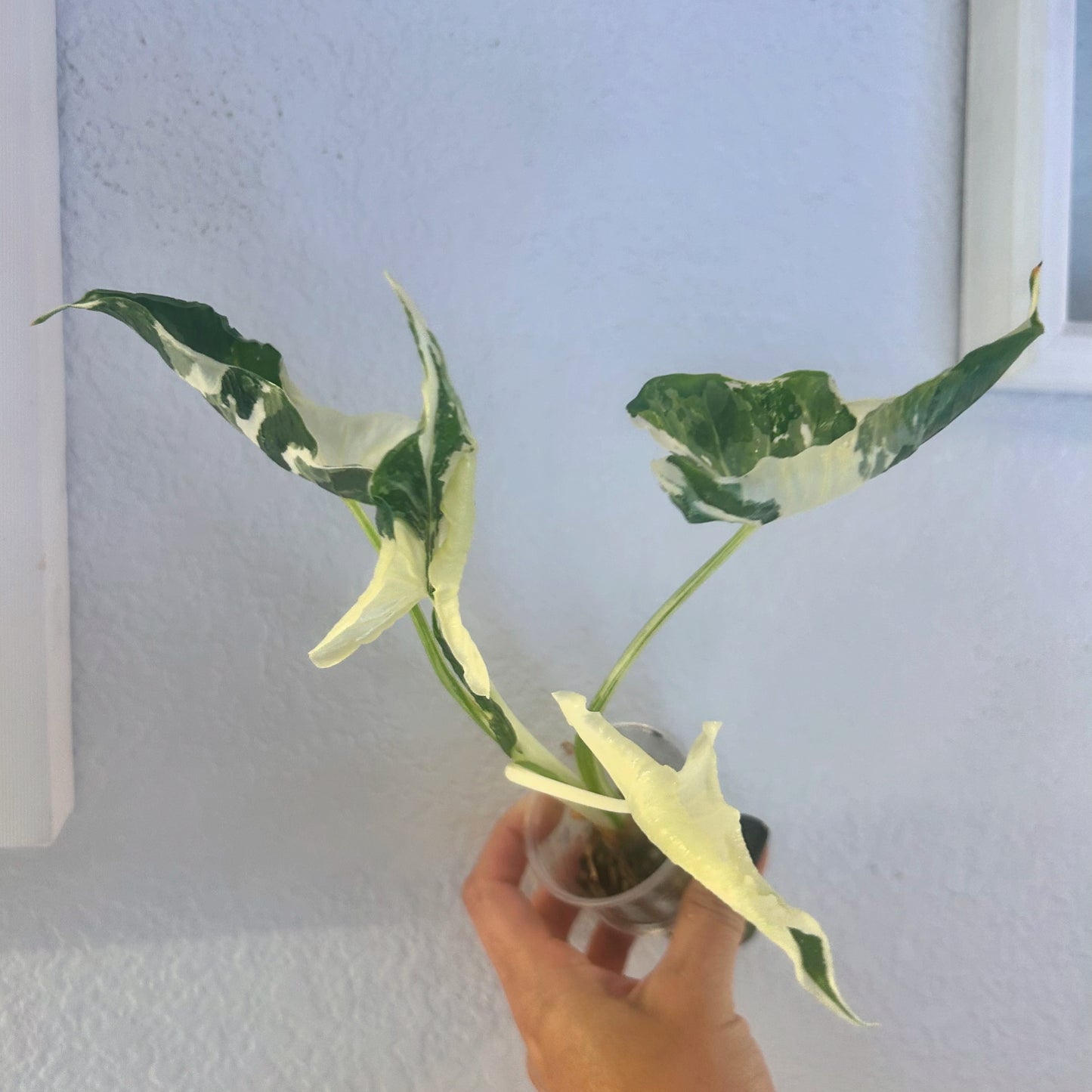 Alocasia “Crinkles” Cuculatta albo