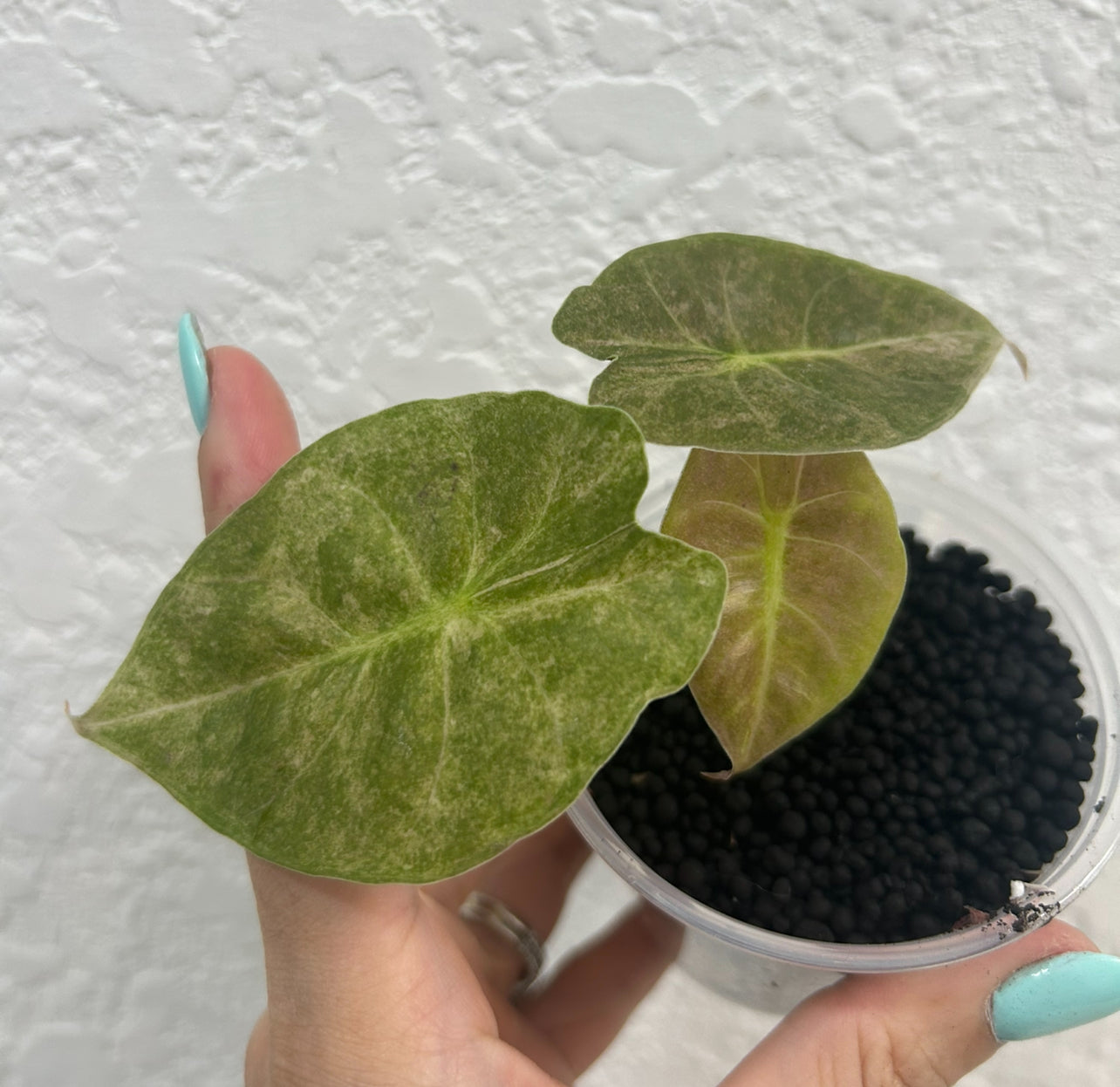 Alocasia Golden Bone Pink Mint