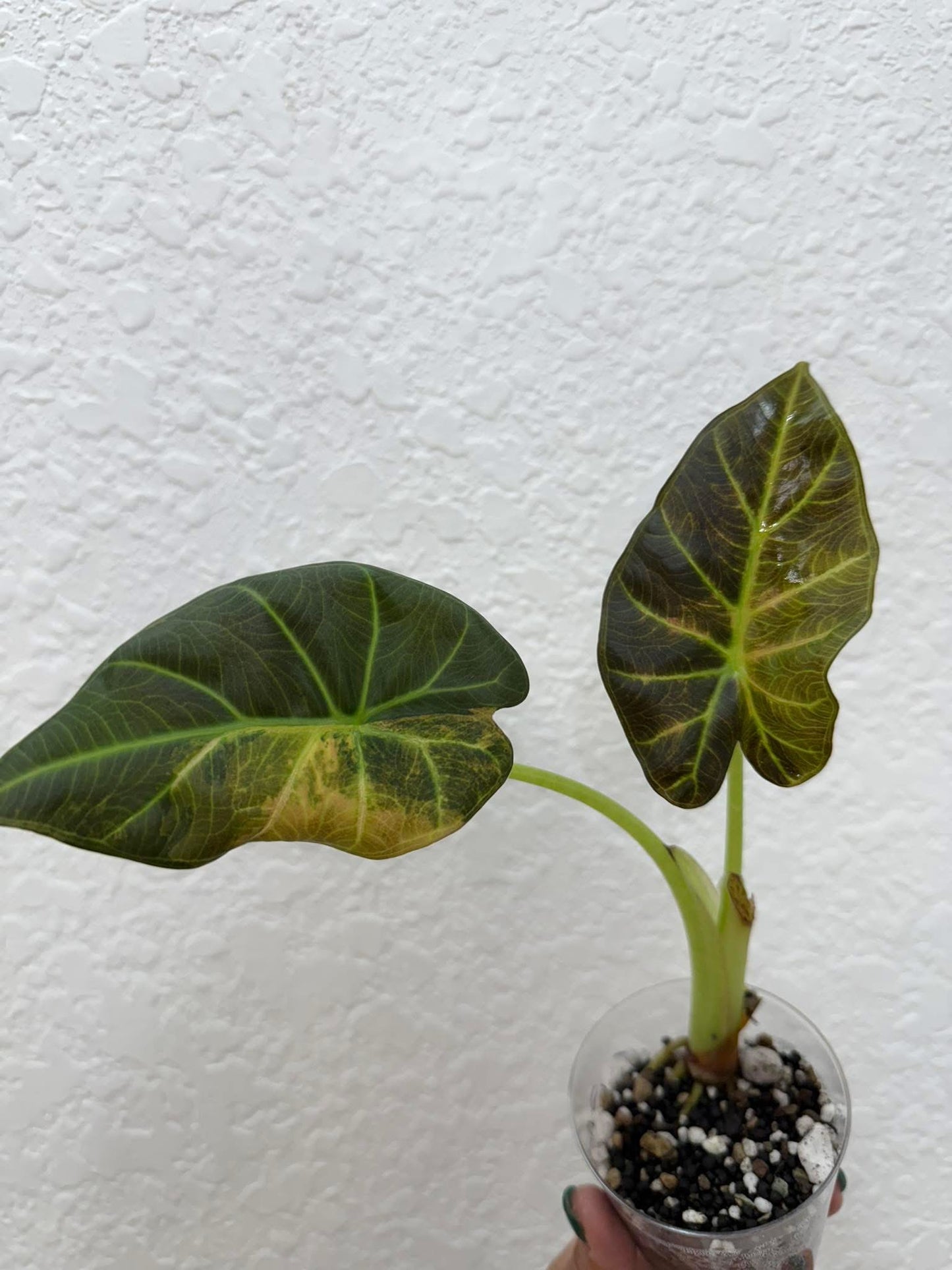 Alocasia regal shield Aurea