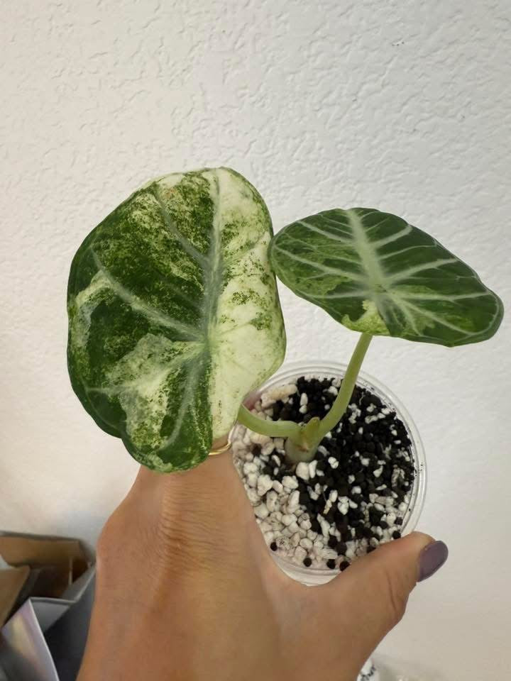 Alocasia ninja tricolor with an offshoot