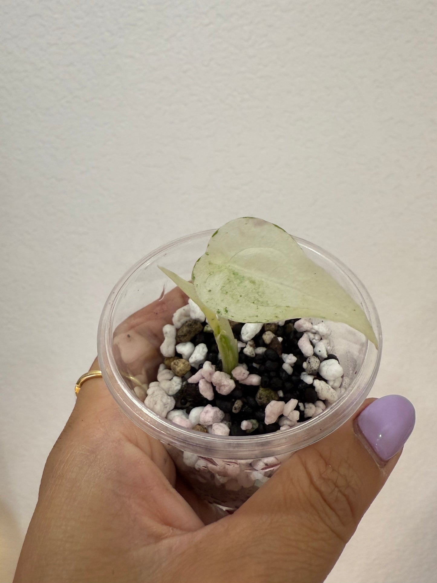 Alocasia Cuculatta Albo/Marble