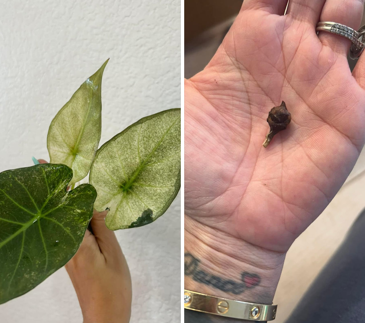 Alocasia Regal Shield Mint Corm