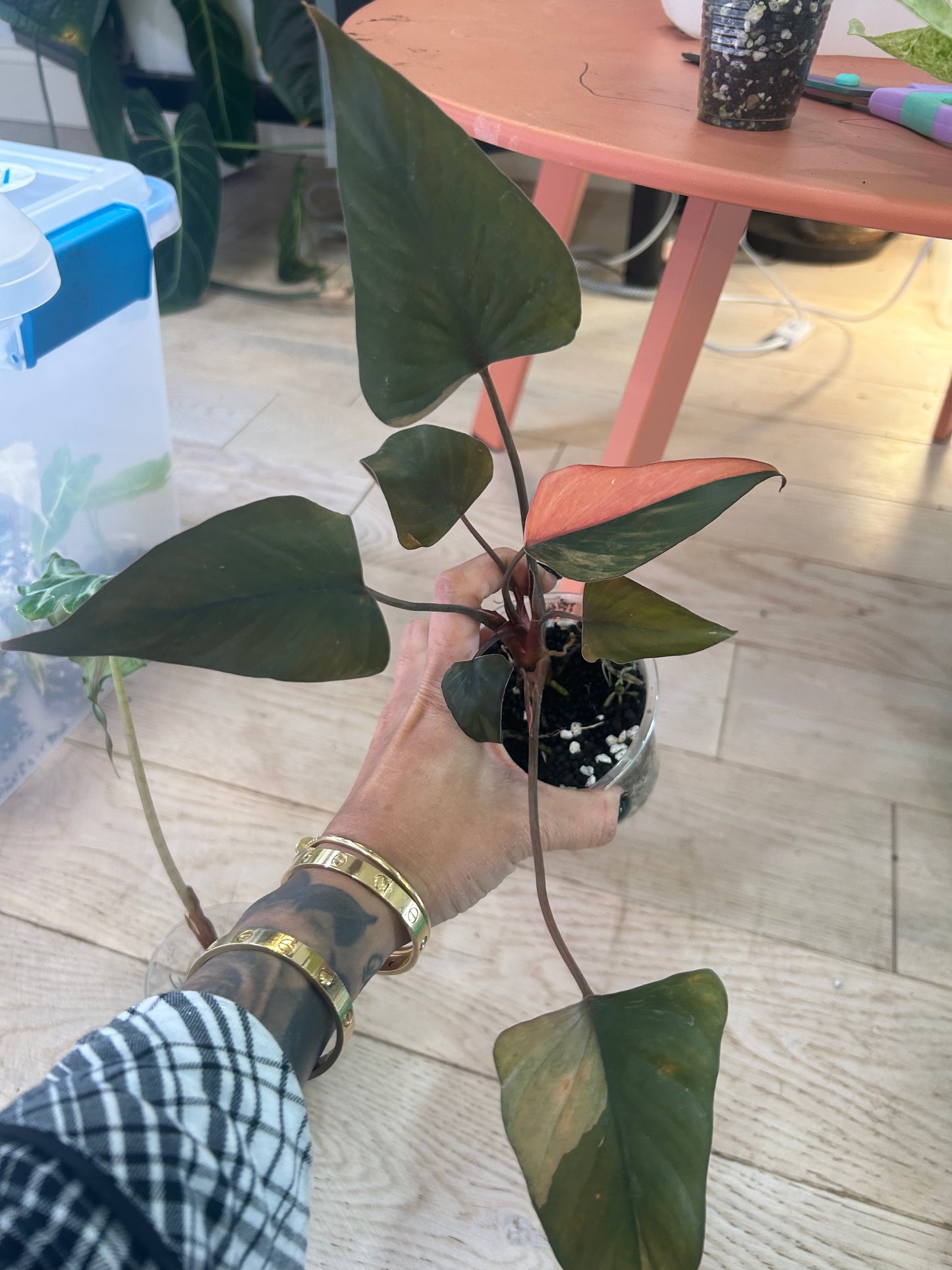 Pink diamond homalomena