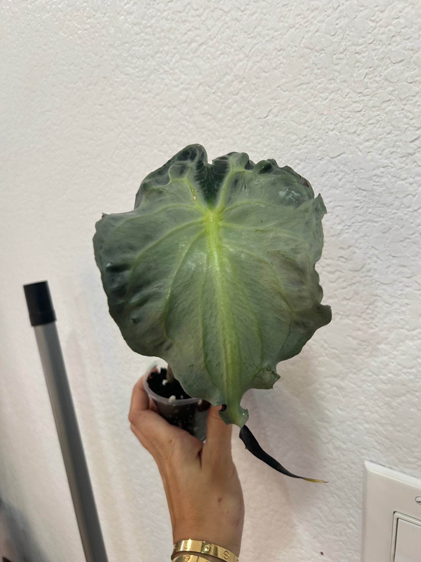 Alocasia Venom with an off shoot