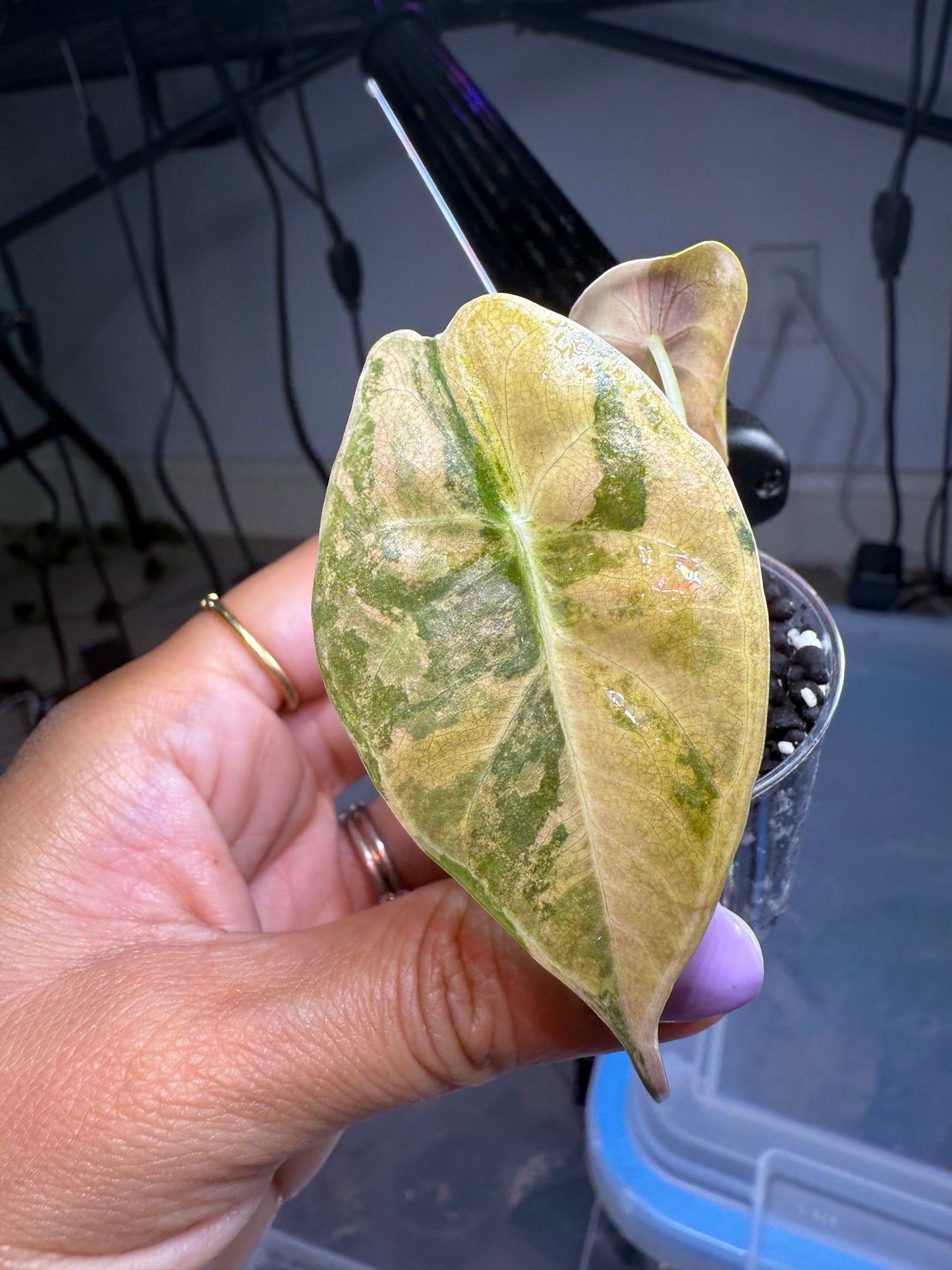 Alocasia Sedenii