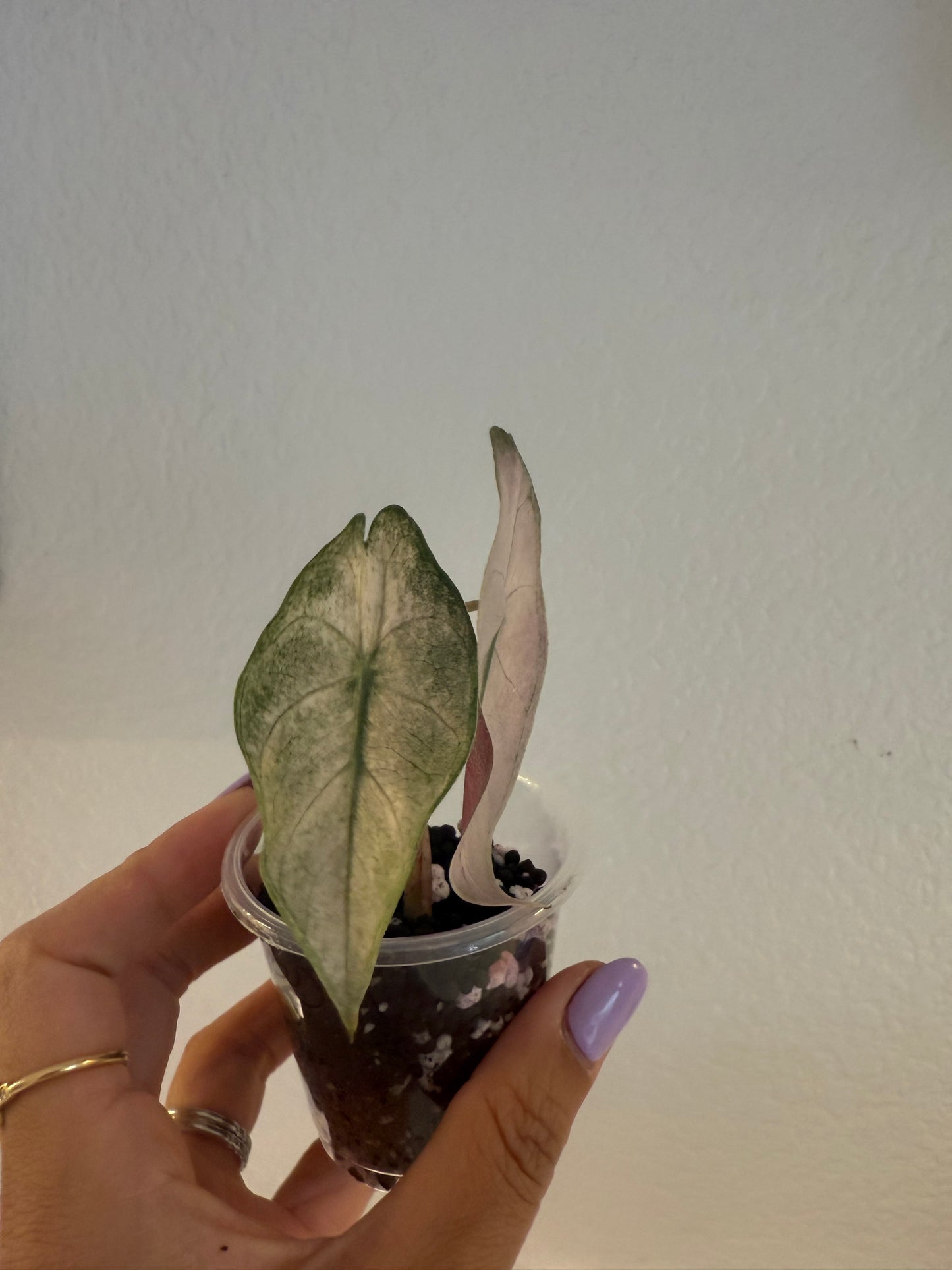 Alocasia Pink Dragon Silver