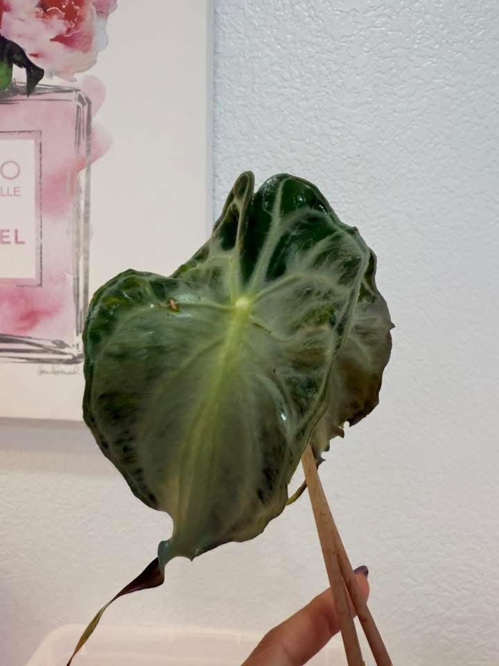 Alocasia Venom