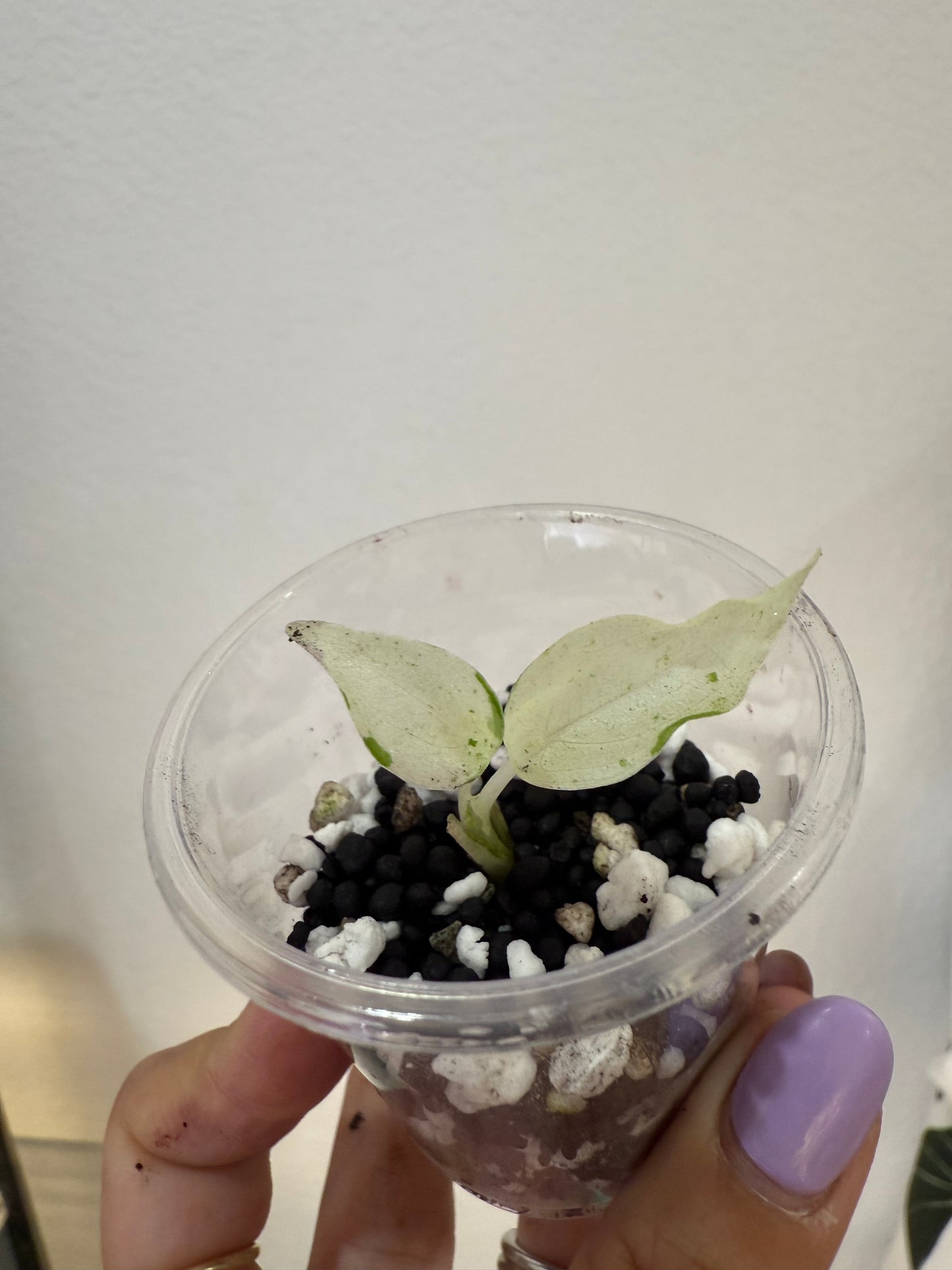 Alocasia Cuculatta Albo/ Marble