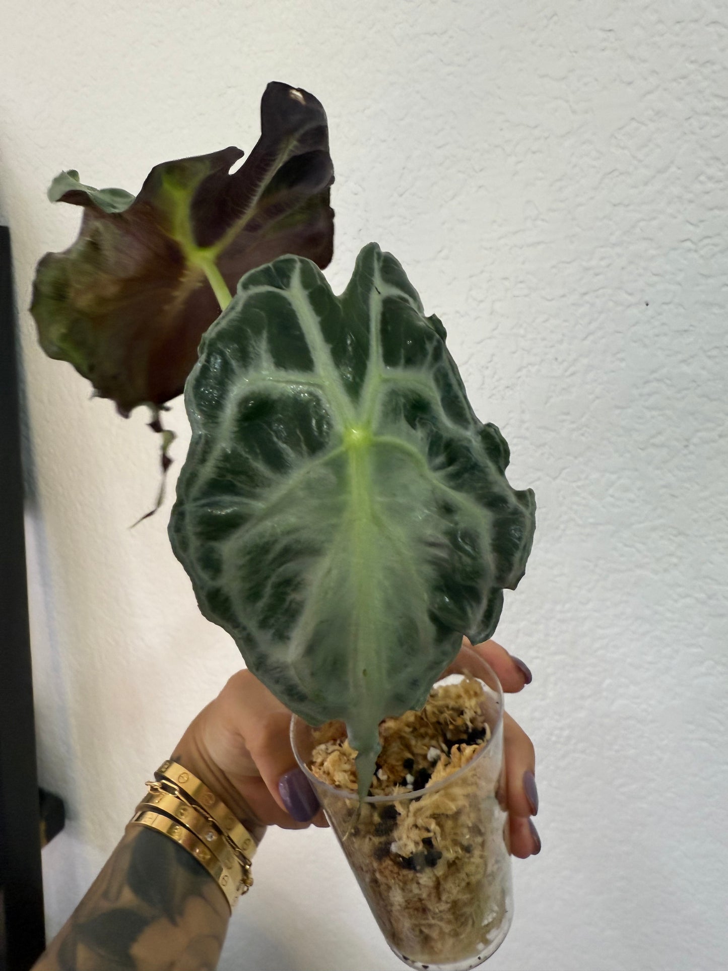 Alocasia Venom
