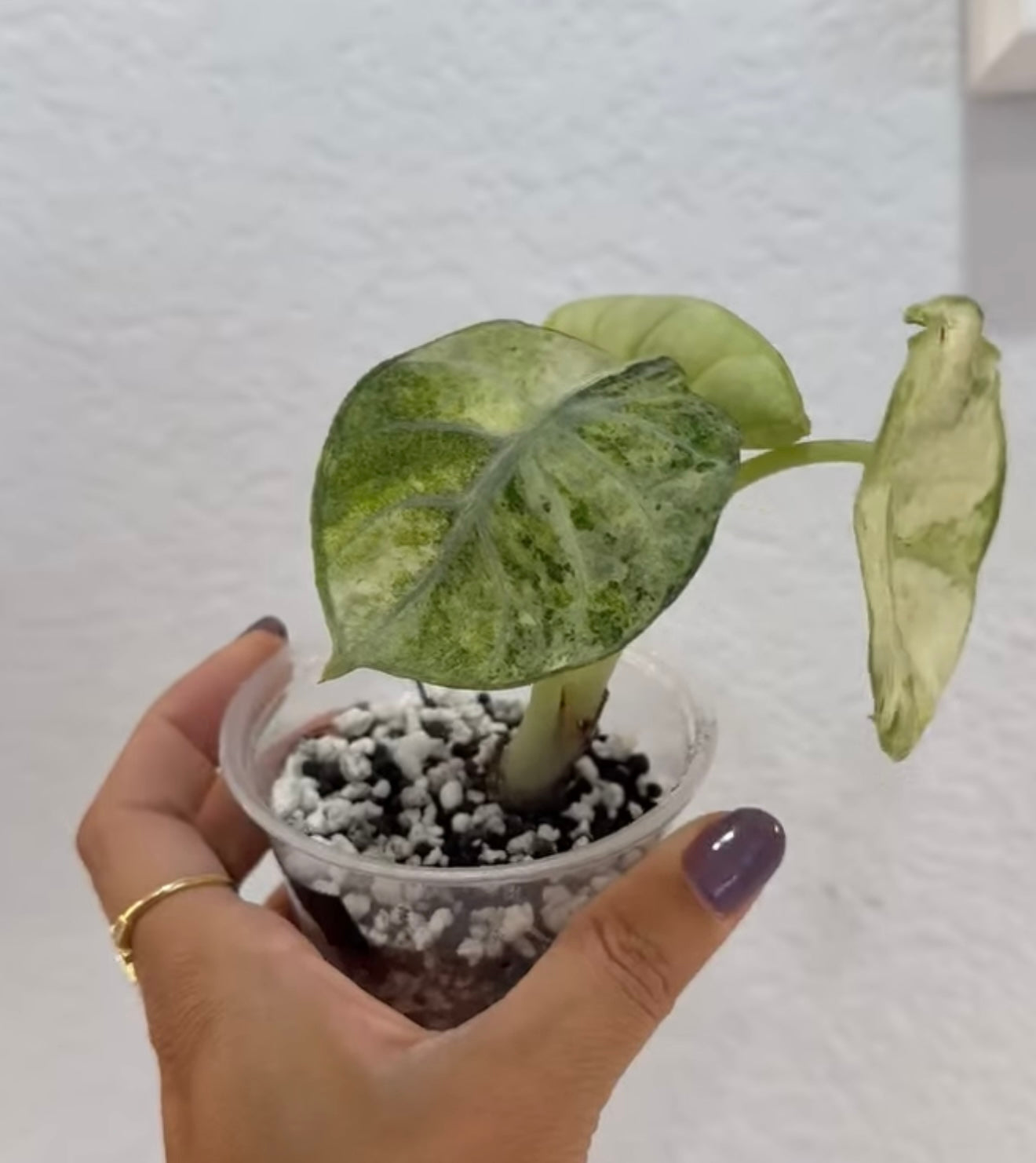 Alocasia Ninja splash tricolor
