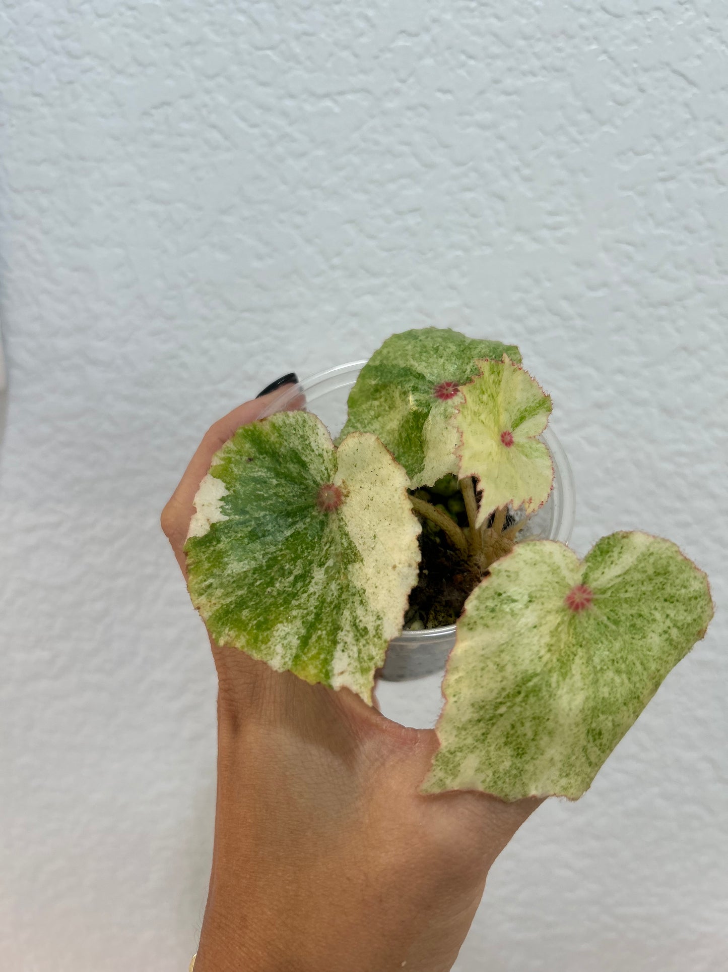 Begonia Rogue Var