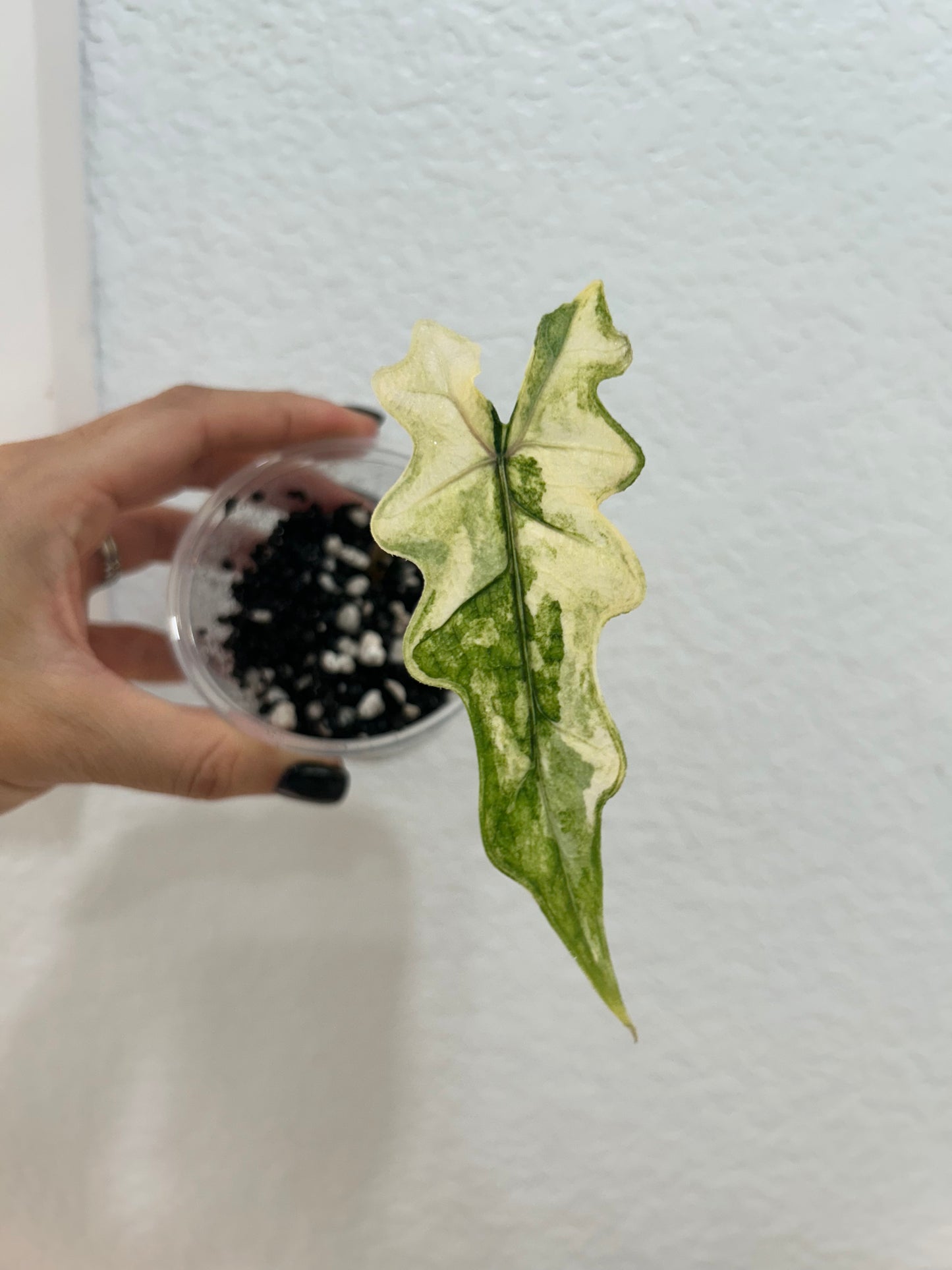 Alocasia “mystic” variegated
