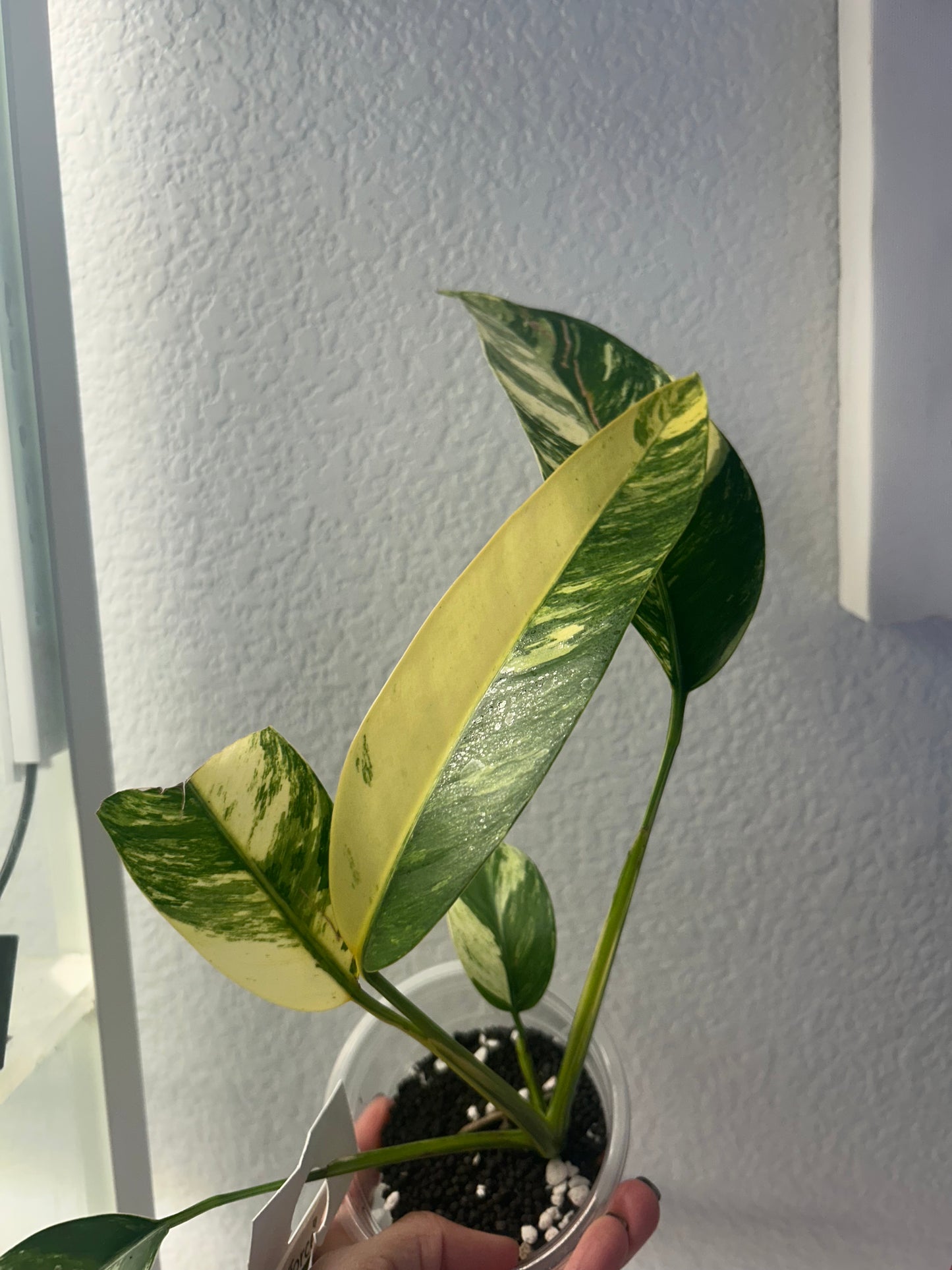 Epi gigantium