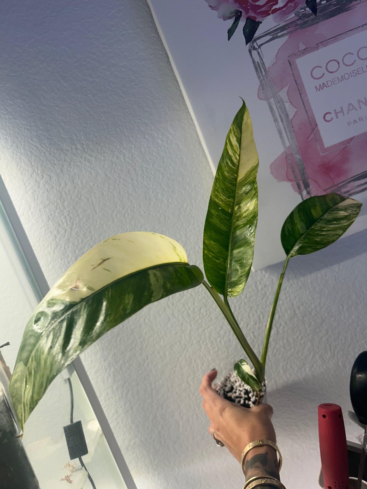 Epi gigantium