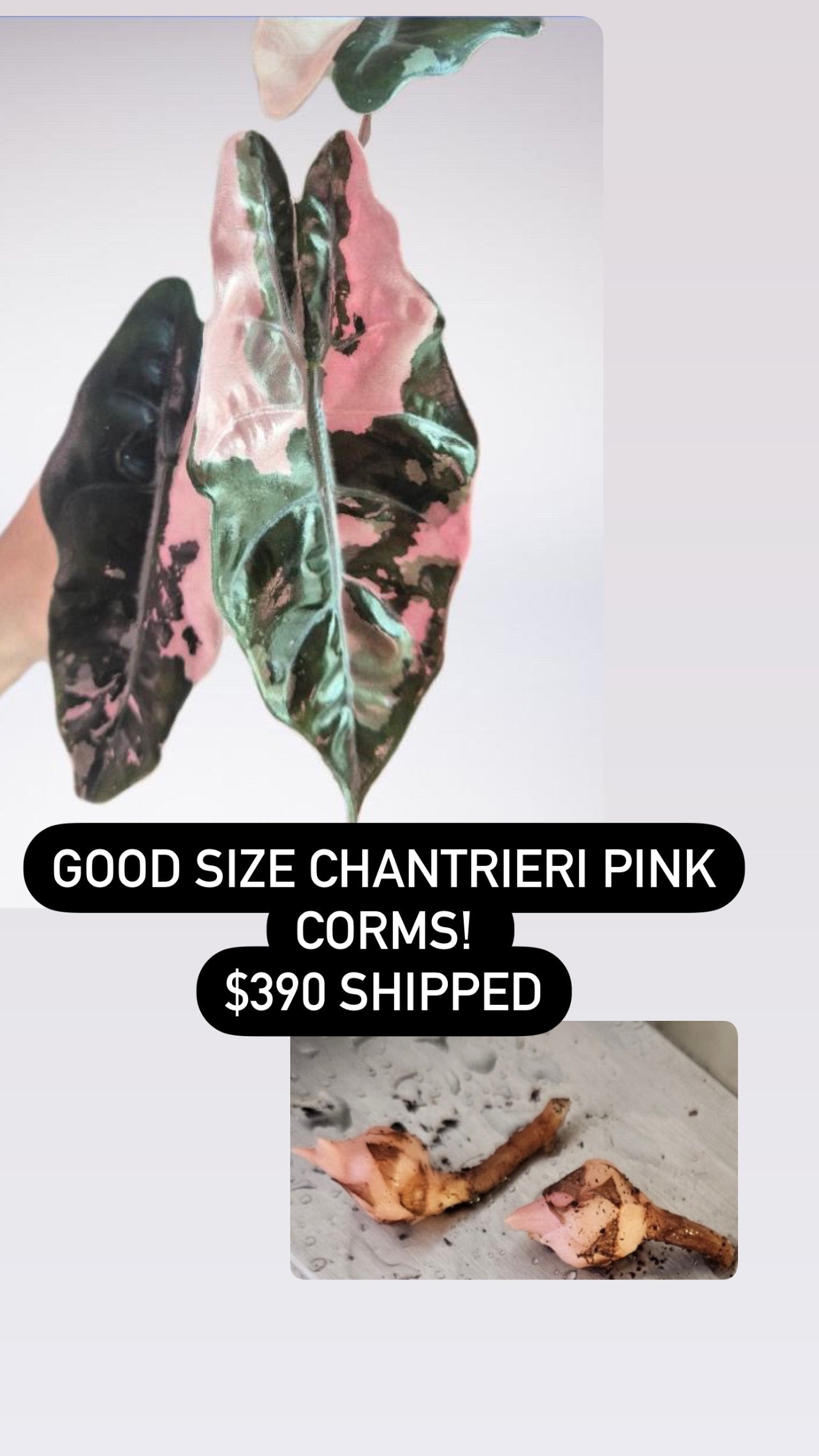Alocasia Pink chantrieri corms