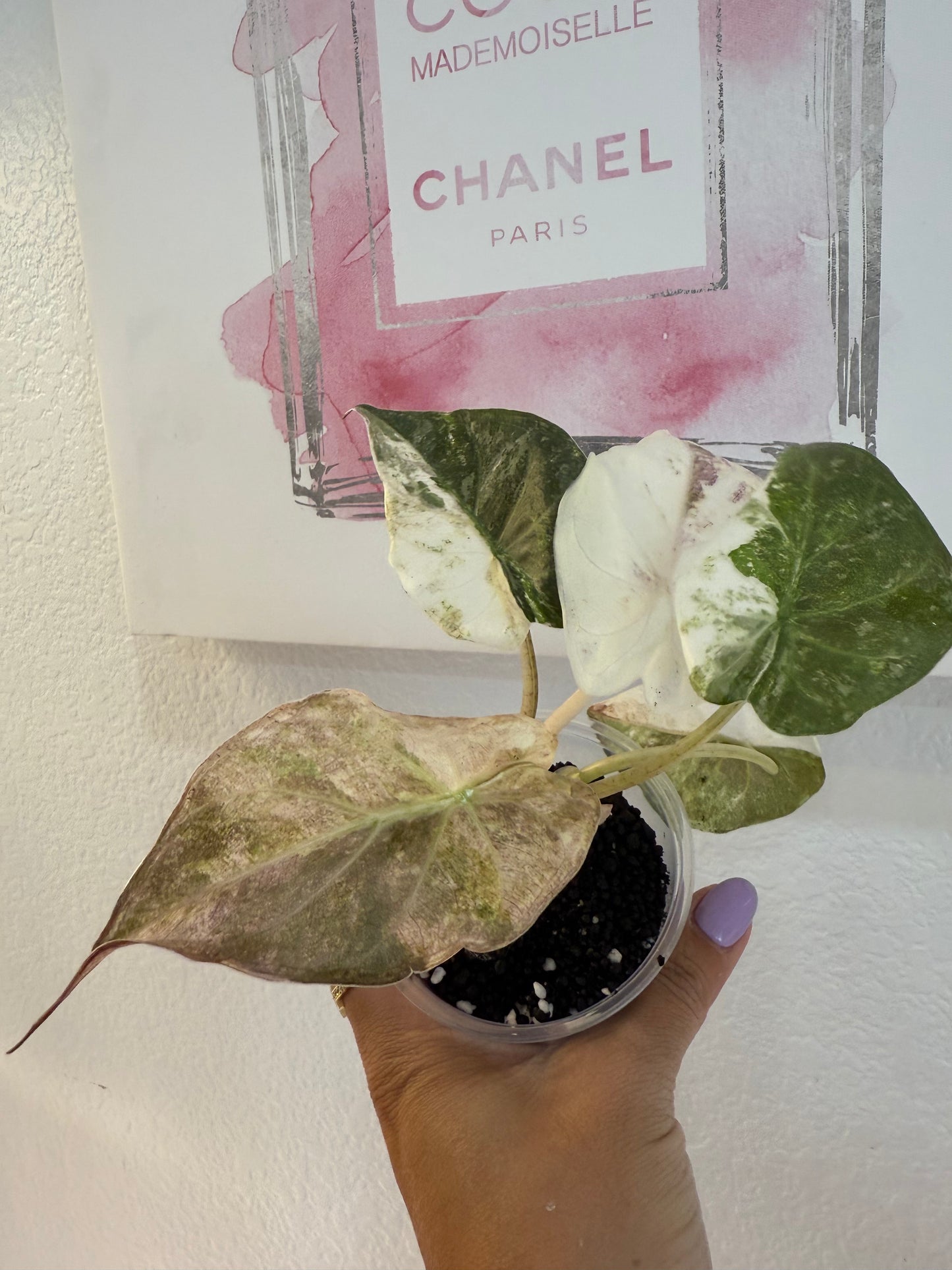 Wentii pink marbled