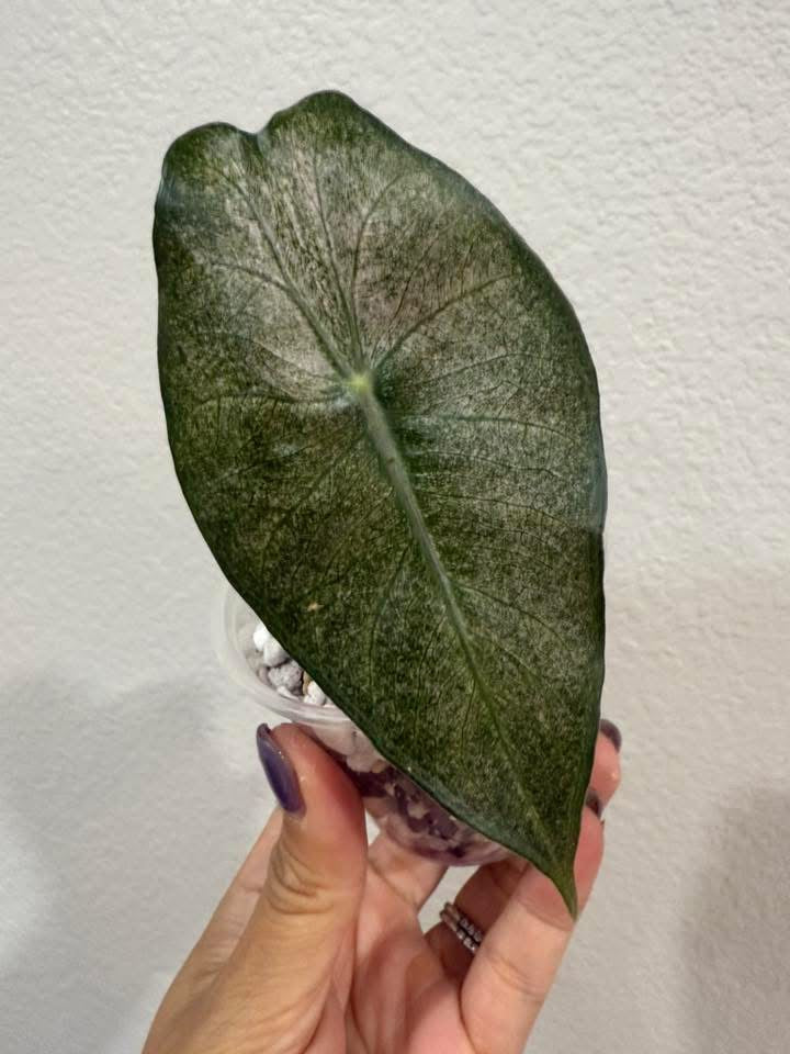 Alocasia Pink Dragon Silver (corming)