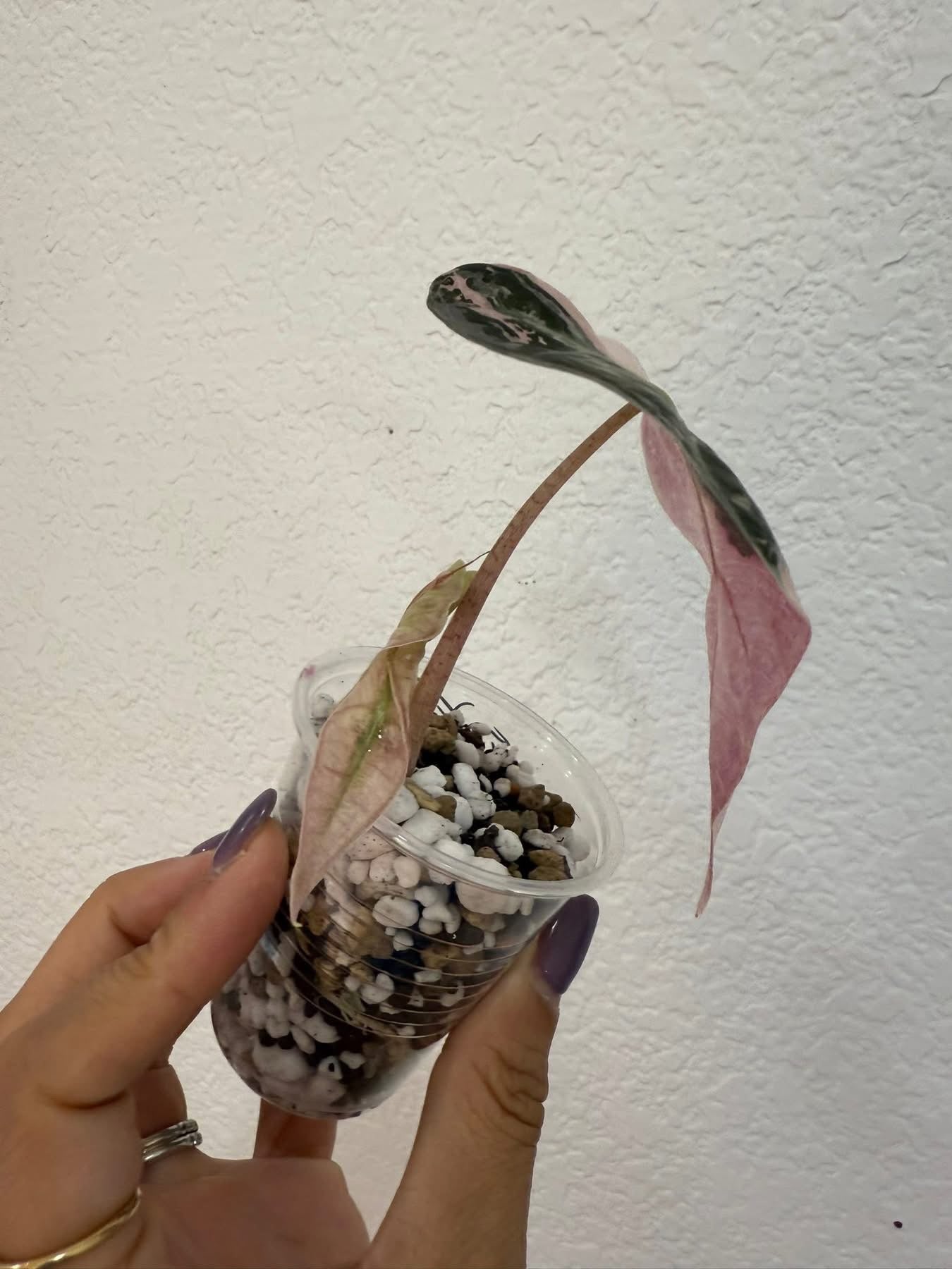Alocasia pink Amazonica Thai with offshoot
