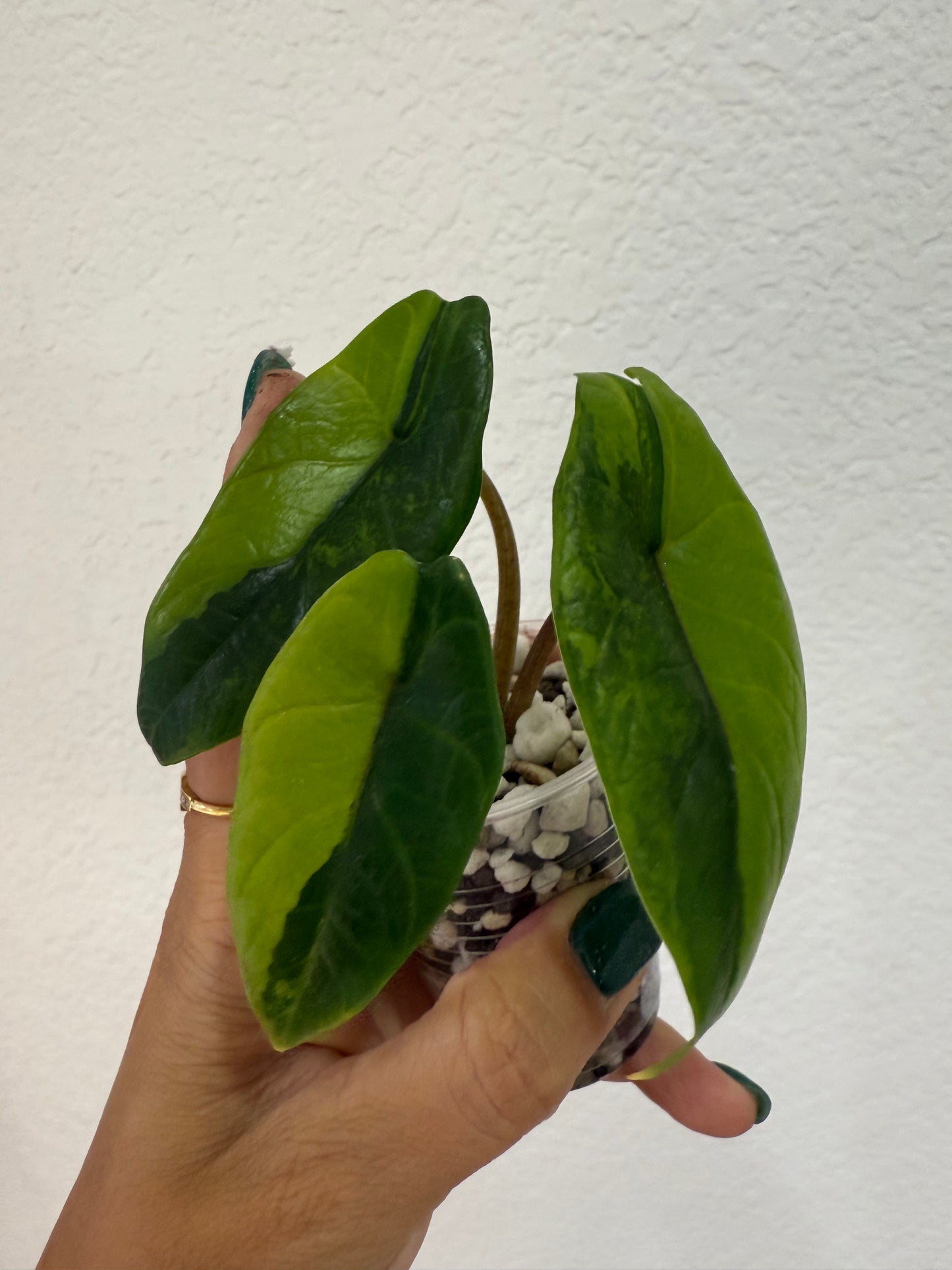 Alocasia Scalprum Green on Green