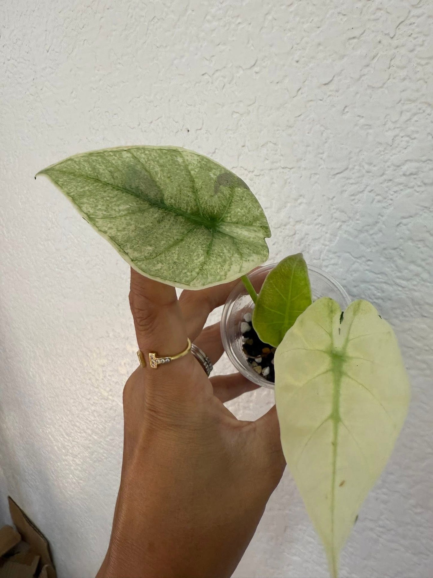 Alocasia Regal Shield Mint