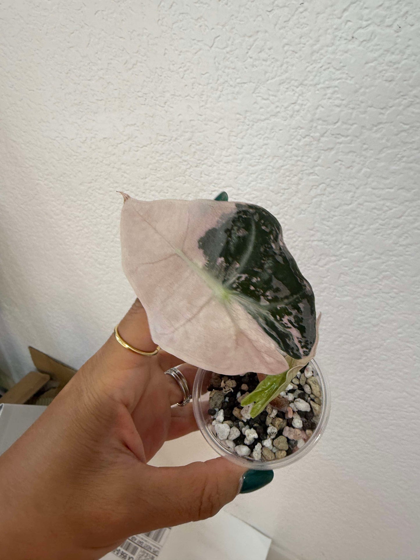 Alocasia tri color Amazonica Thai