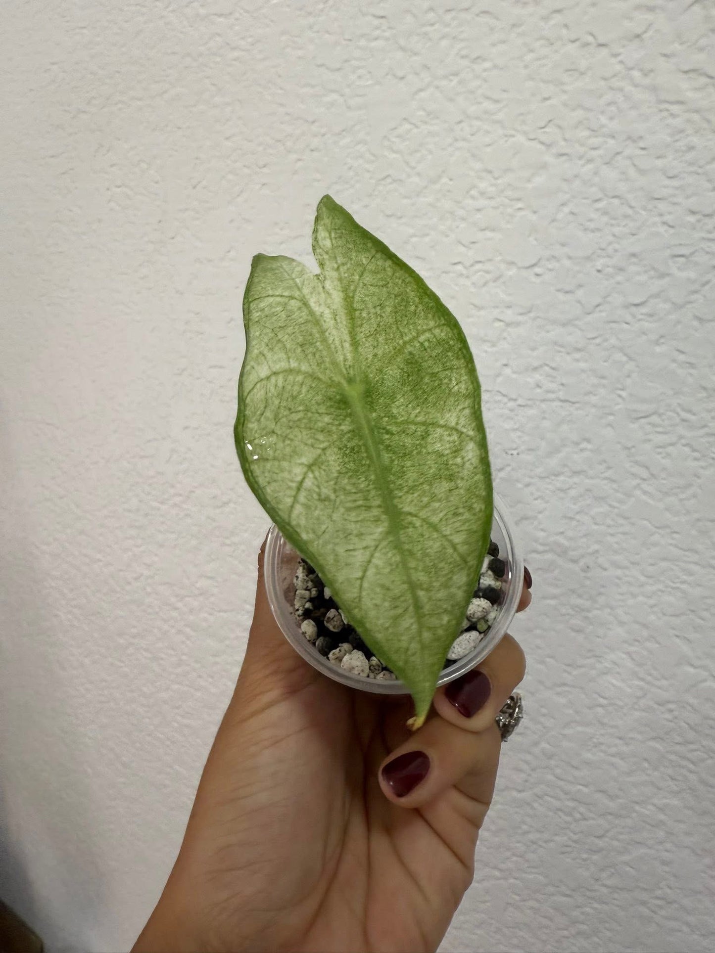 Alocasia pink dragon albo