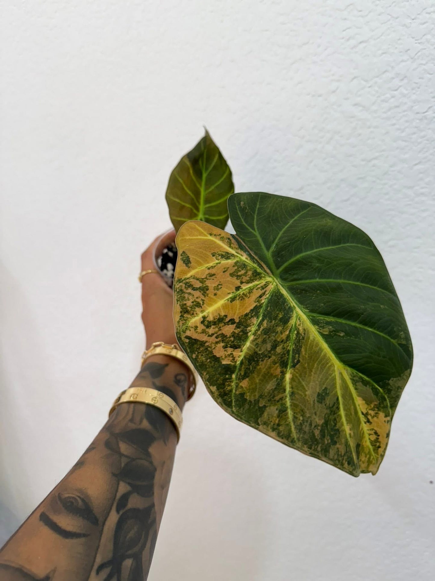 Alocasia regal shield aurea