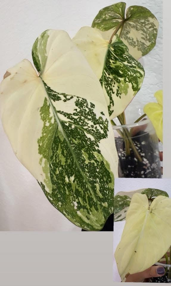 Philodendron Tricolor Gloriosum
