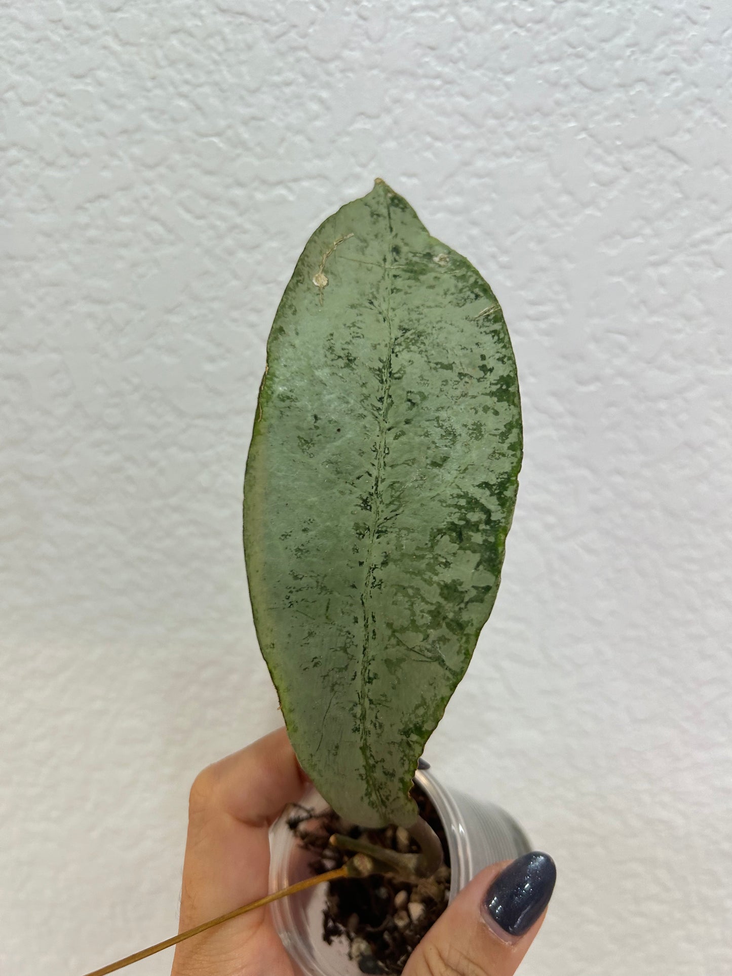 Hoya “Buntok Silver