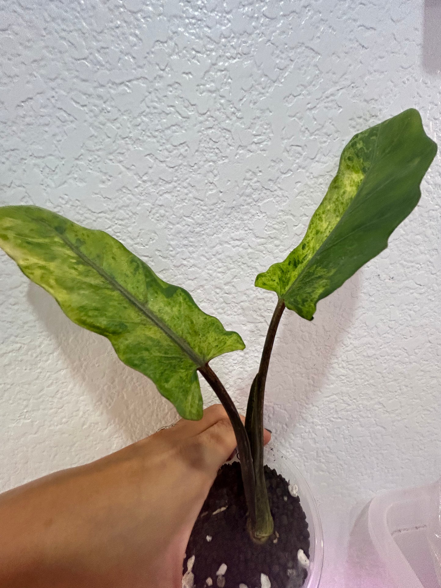 Mint variegated purple sword