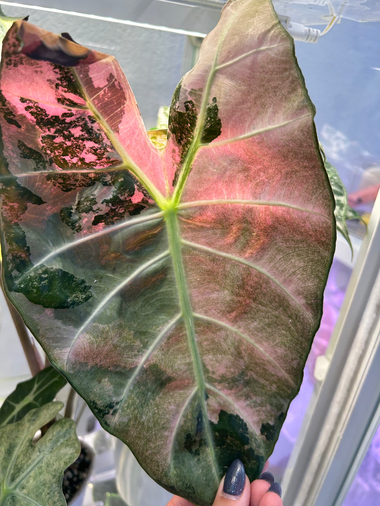Albo Pink Dragon alocasia