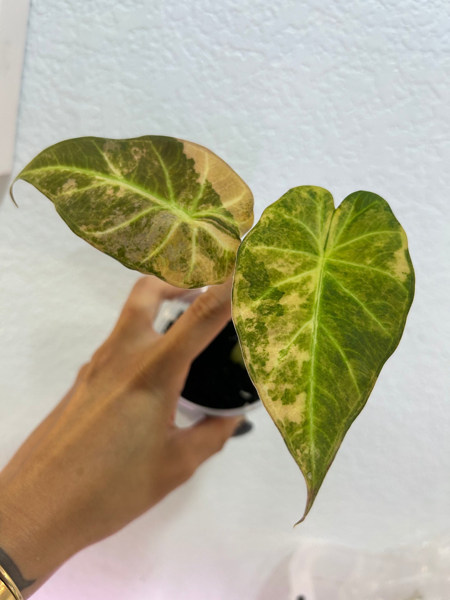 Aurea variegated Regal Shield