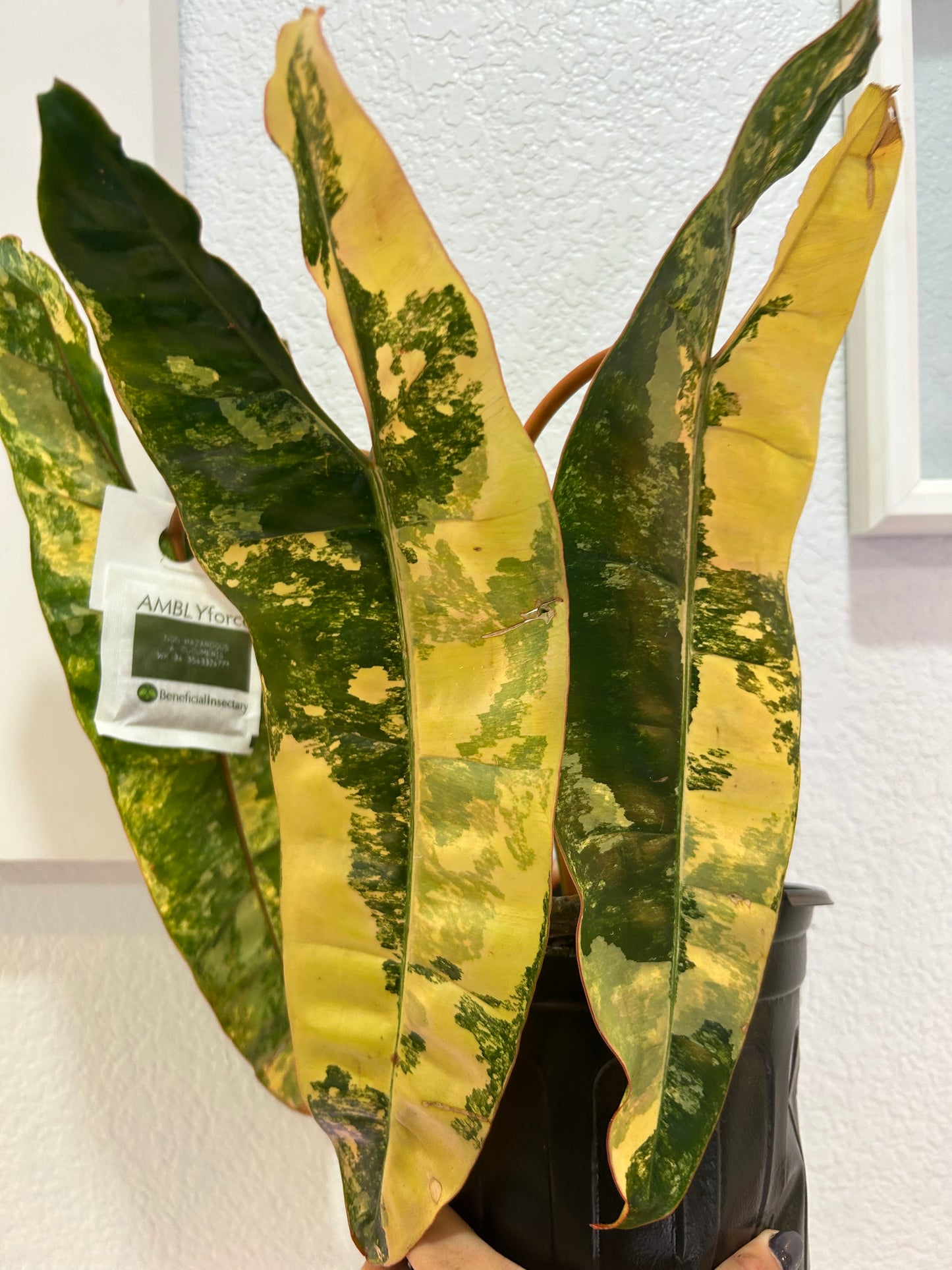 Philodendron Billietae