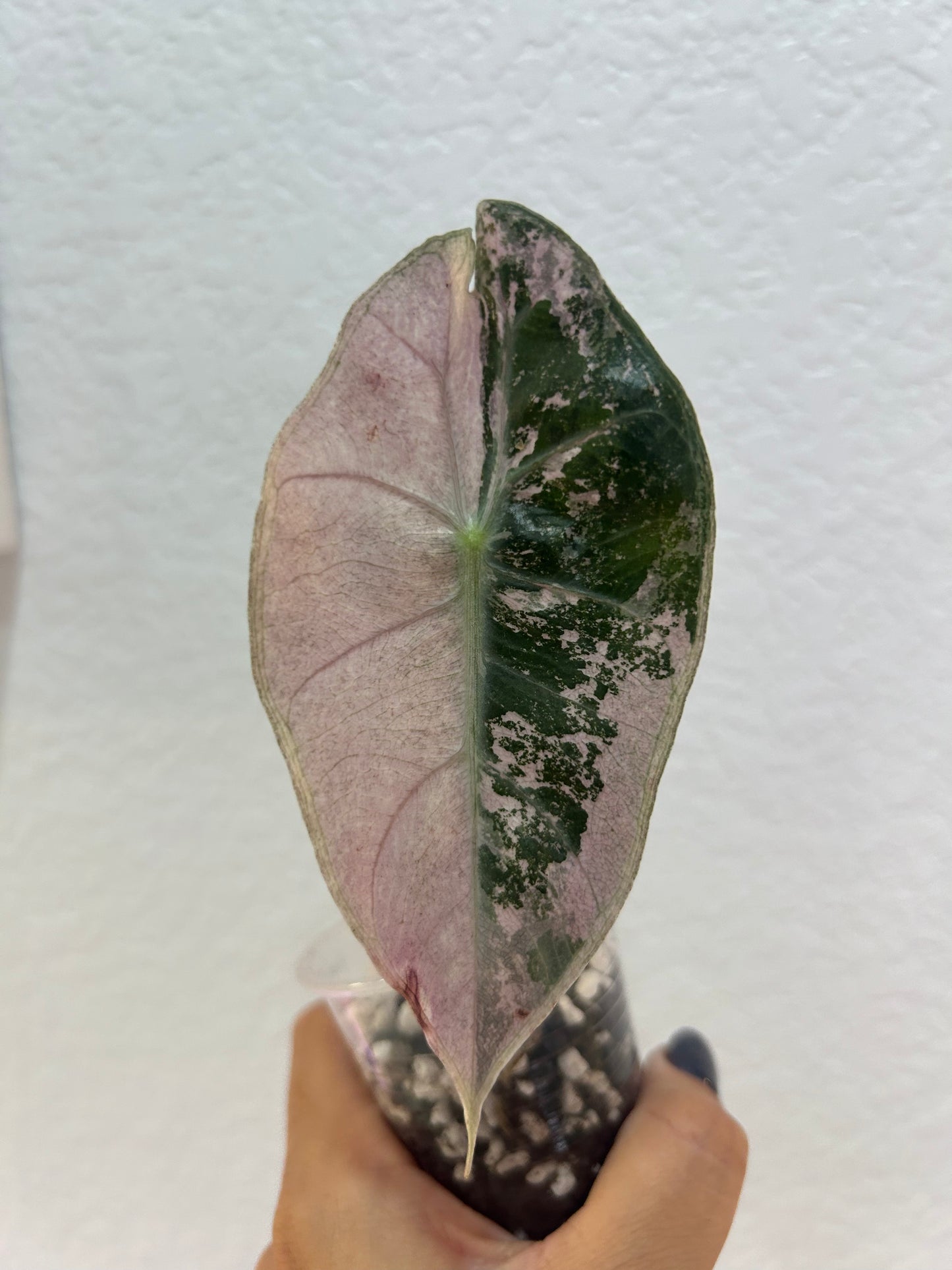 Variegated Alocasia Pink Dragon Silver